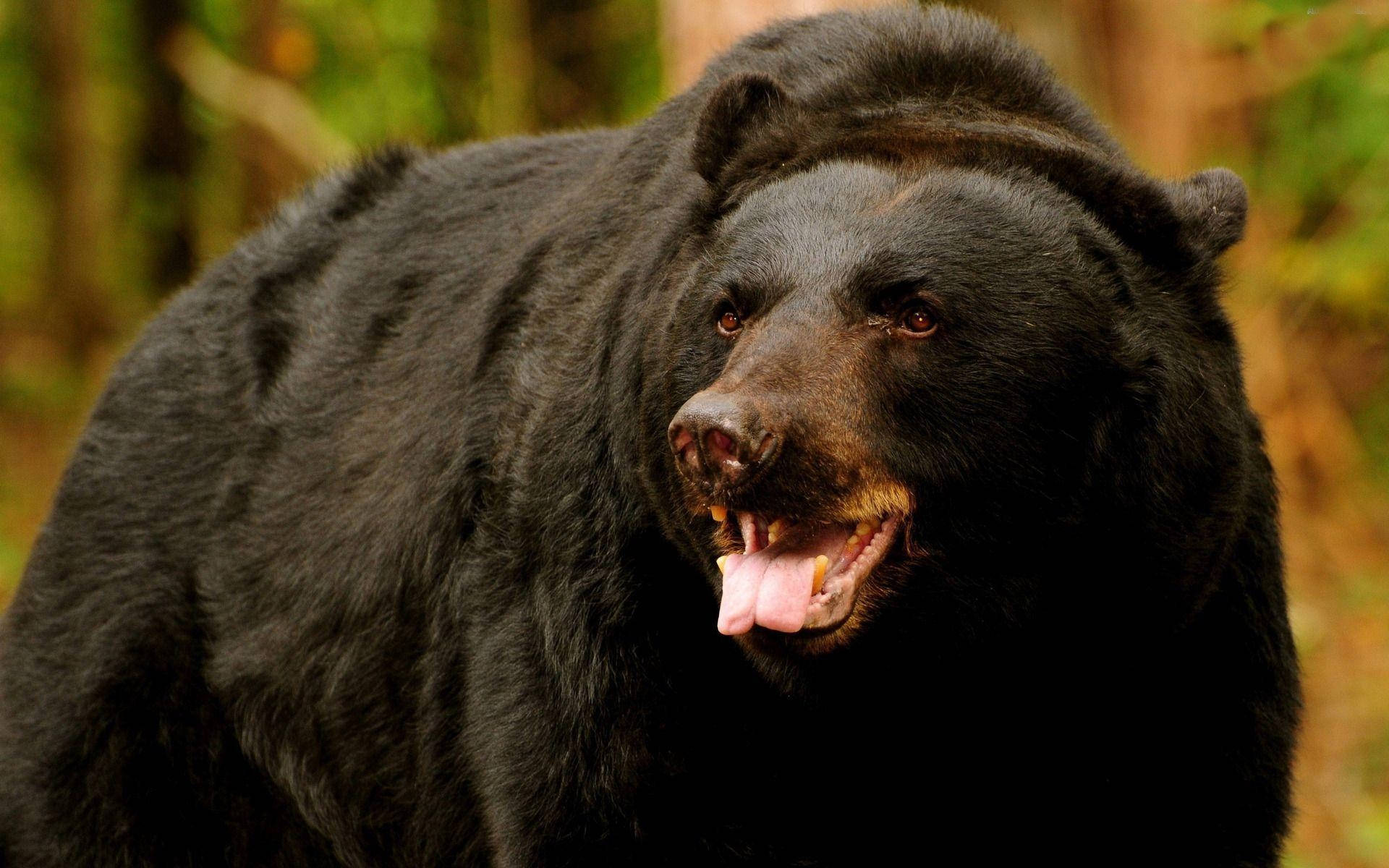 Black Bear Sharp Teeth Background