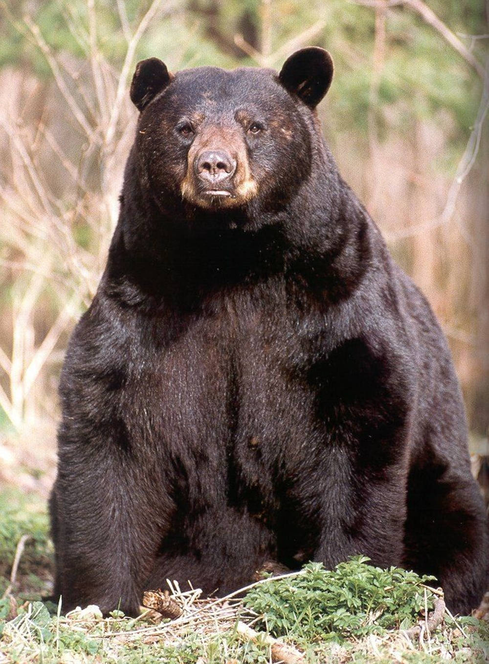 Black Bear Sitting Resolutely Background