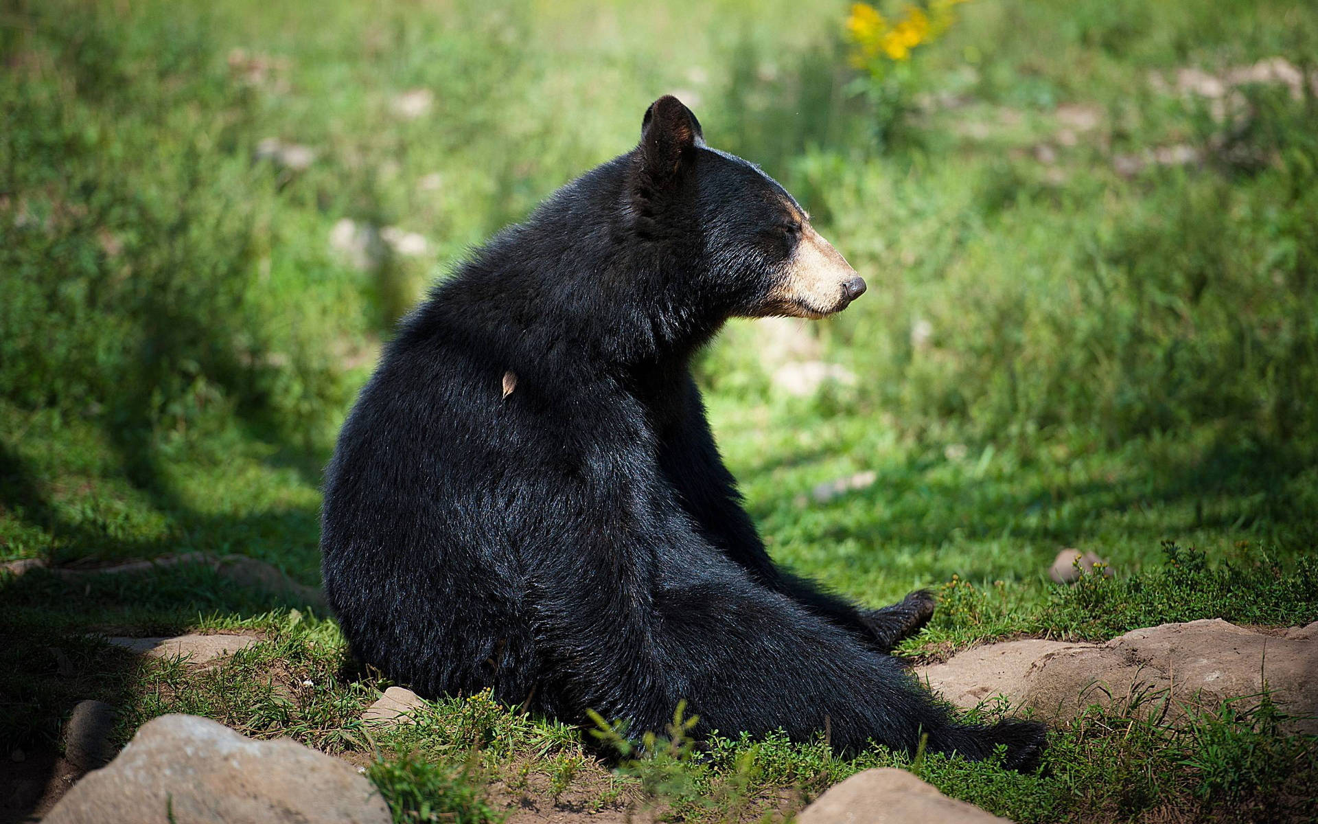 Black Bear Slouching On Grass Background