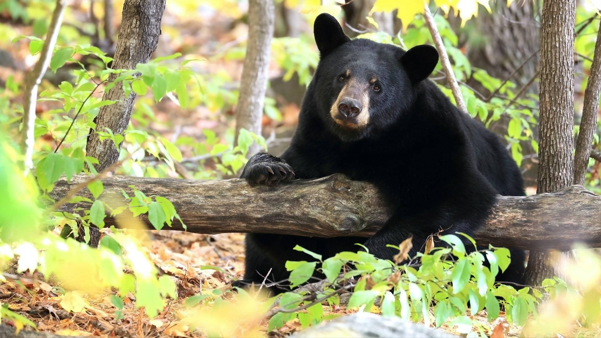 Black Bear Slouching On Tree Background