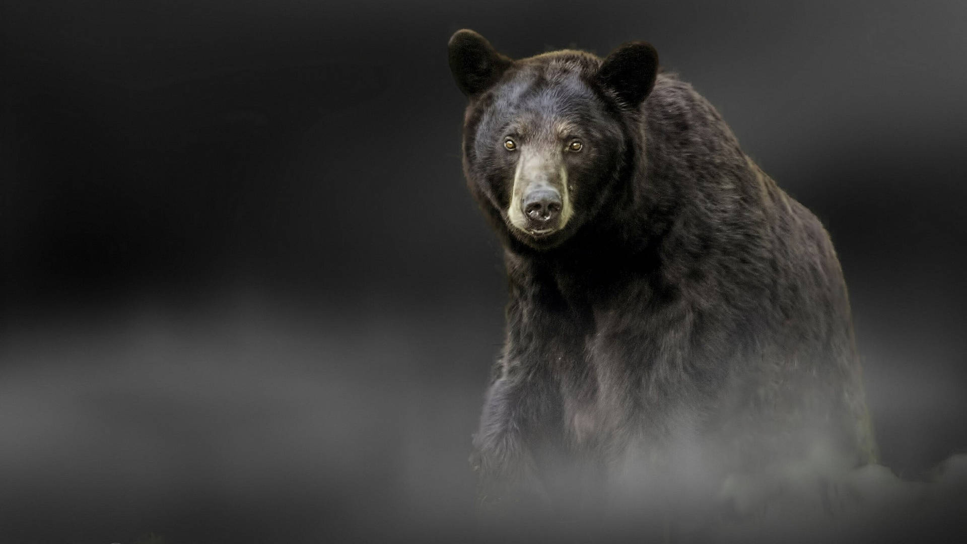 Black Bear Smoky Portrait Background