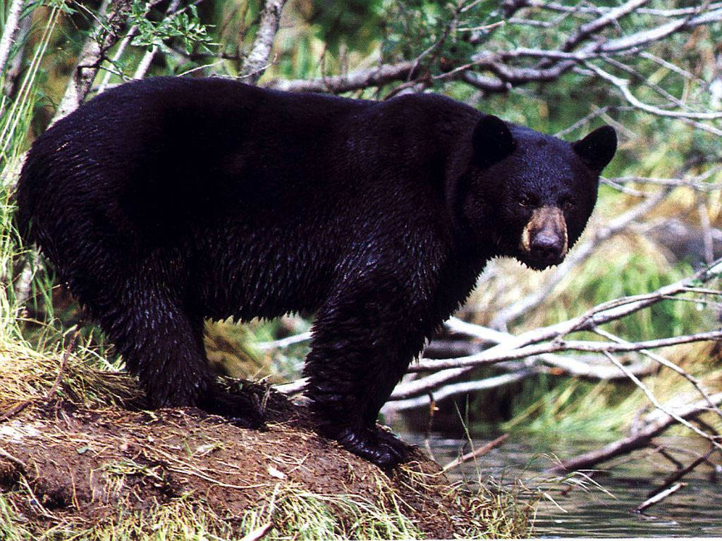 Black Bear Standing Near River Background