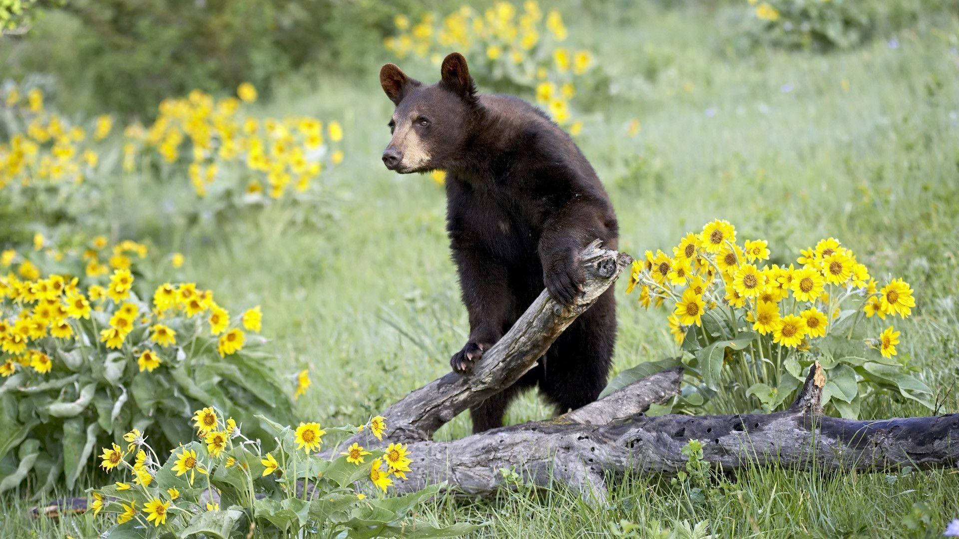 Black Bear Standing On Two Legs Background