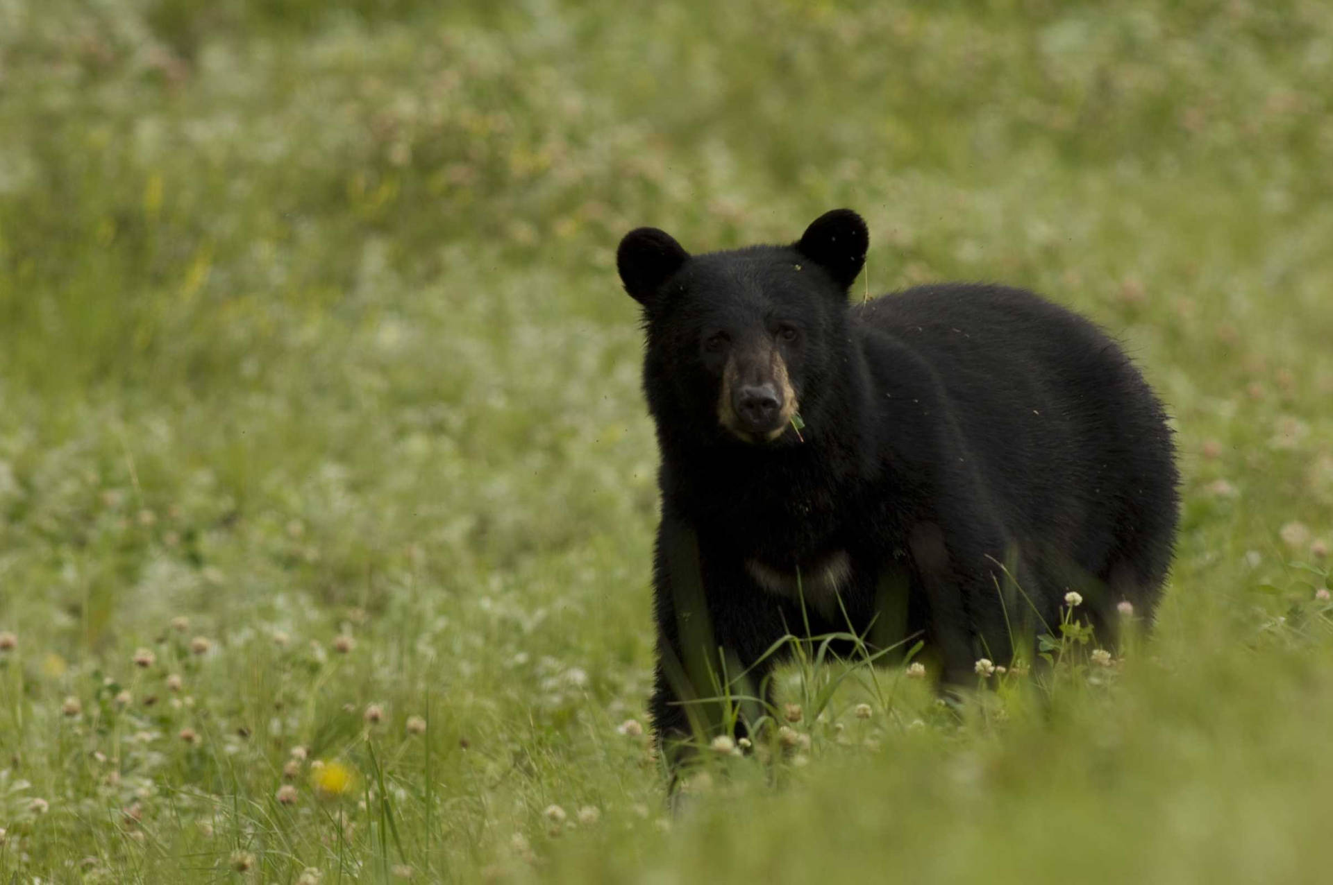 Black Bear Standing Out Against Grass Background