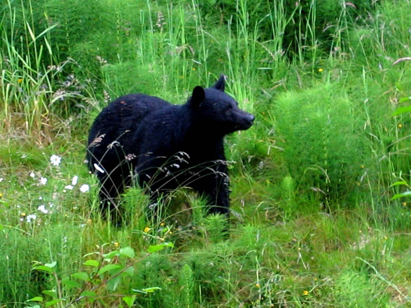 Black Bear Strolling Through Grass Background