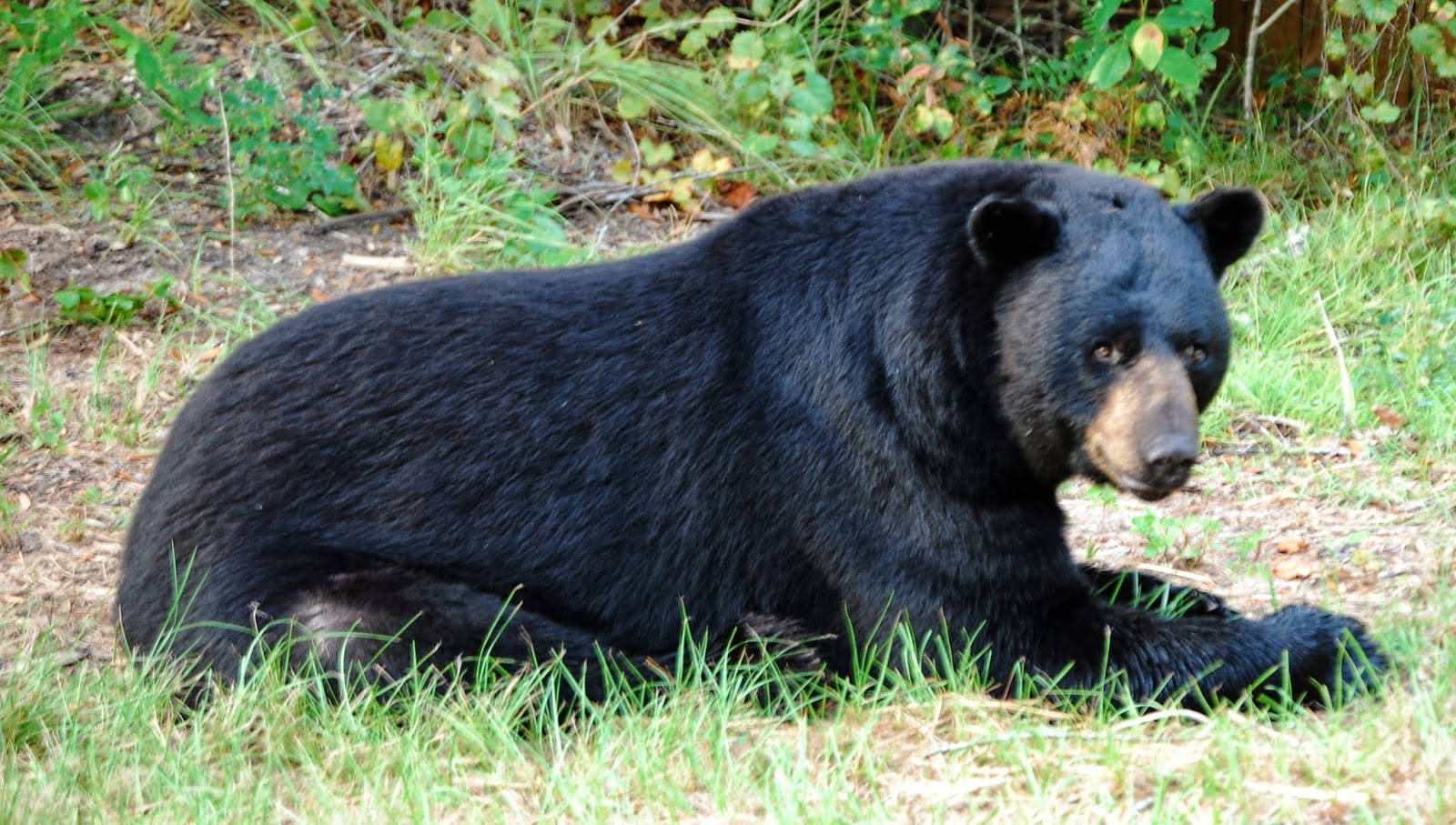 Black Bear Teary Eyes Background