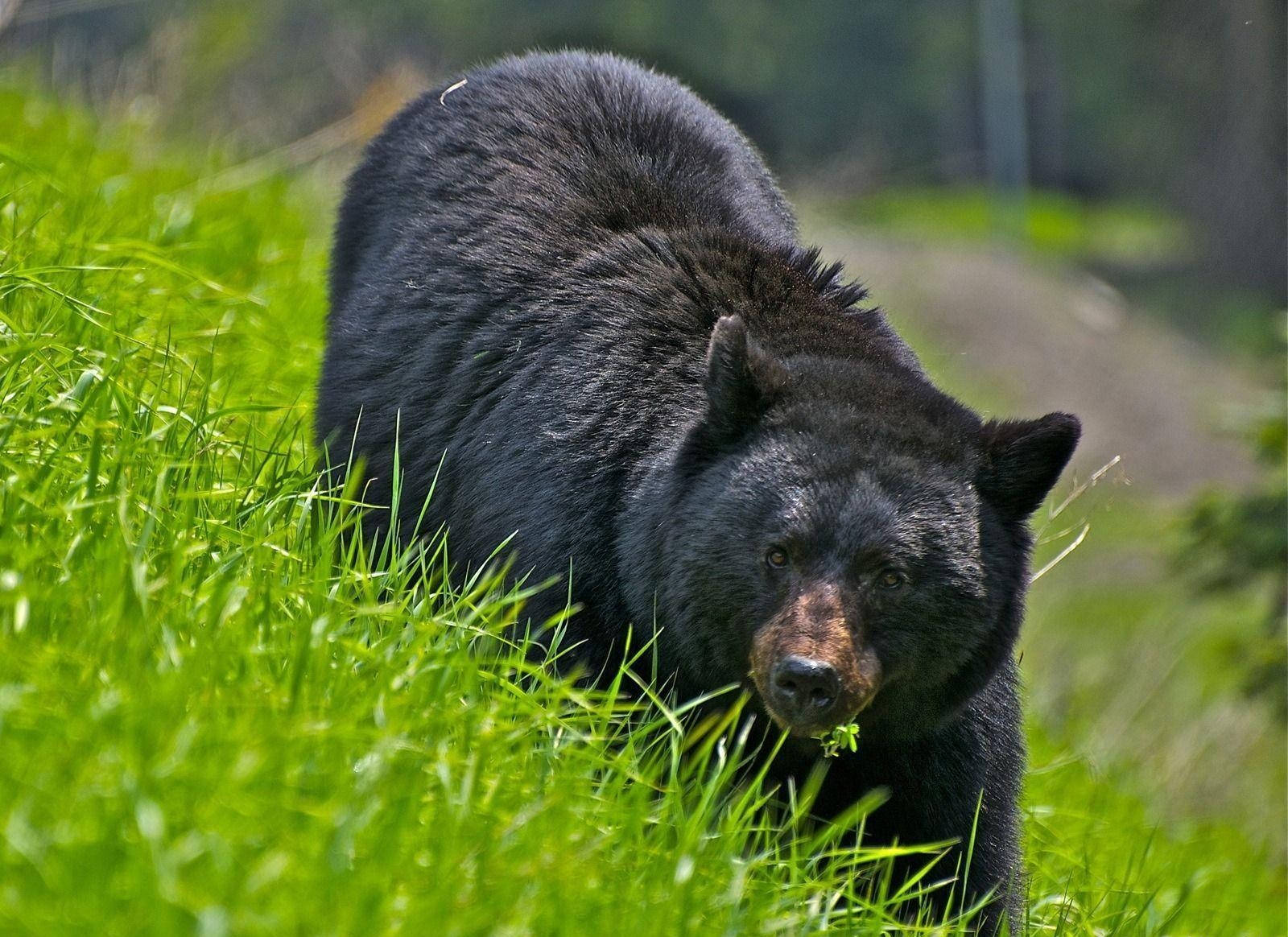 Black Bear Walking Enraged Background