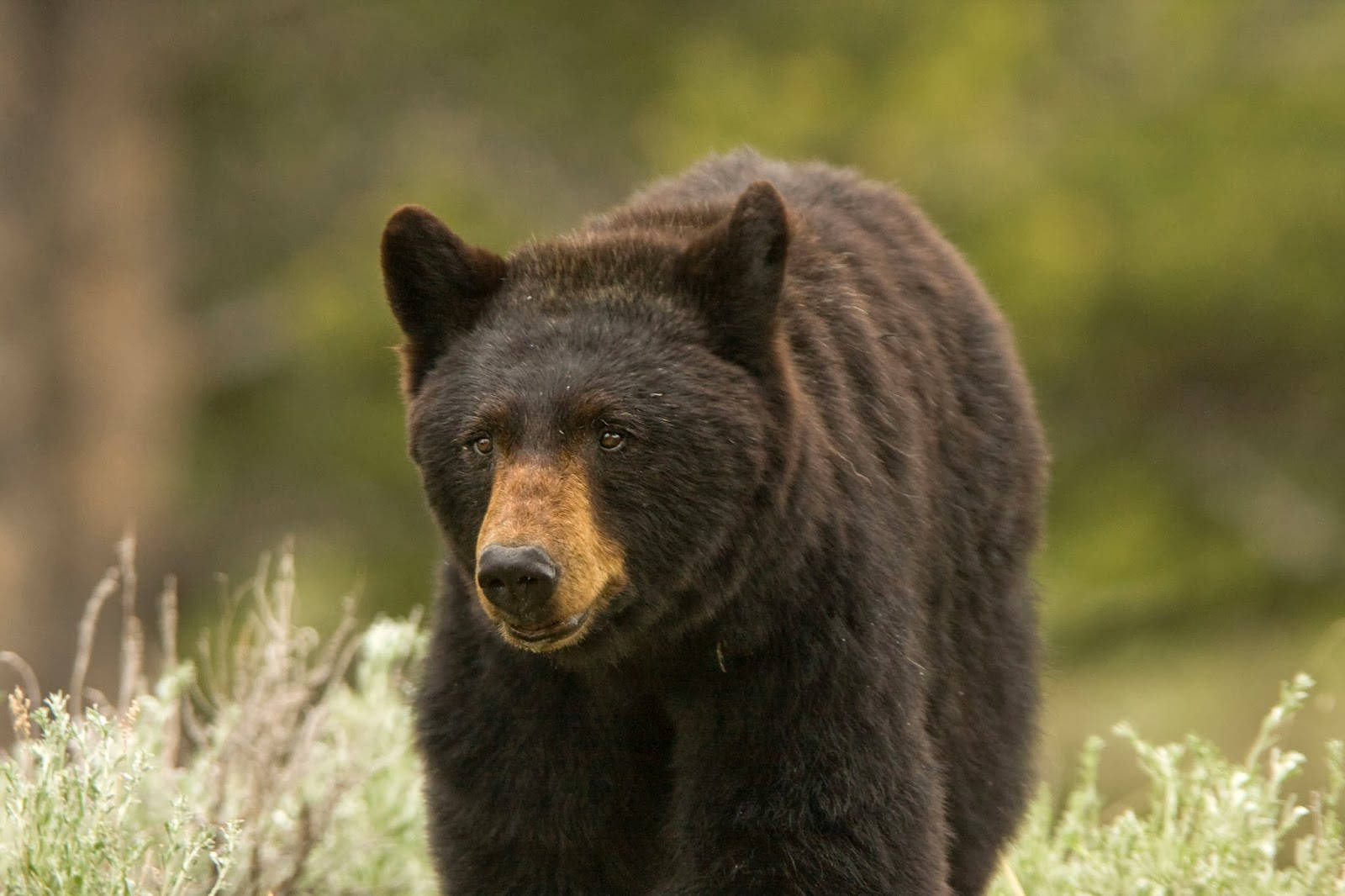 Black Bear With Semi-brown Fur Background