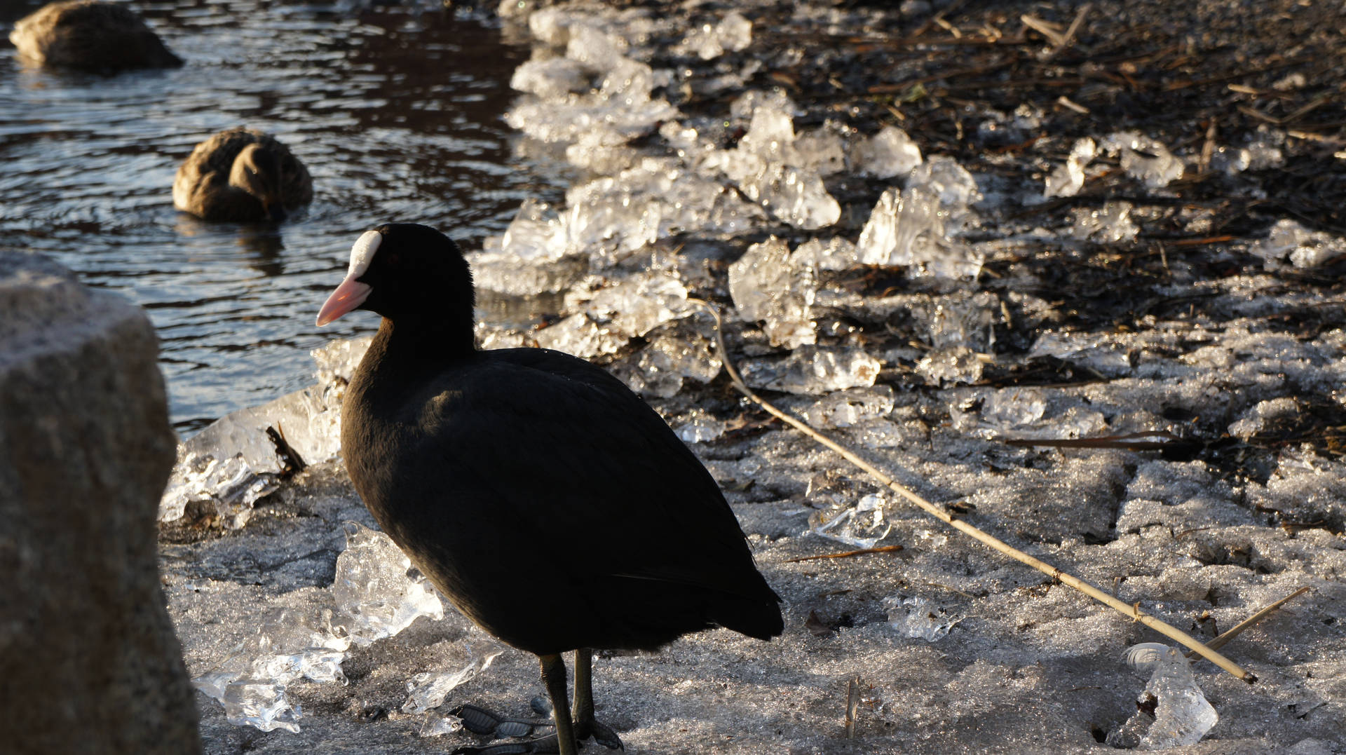 Black Beautiful Birds