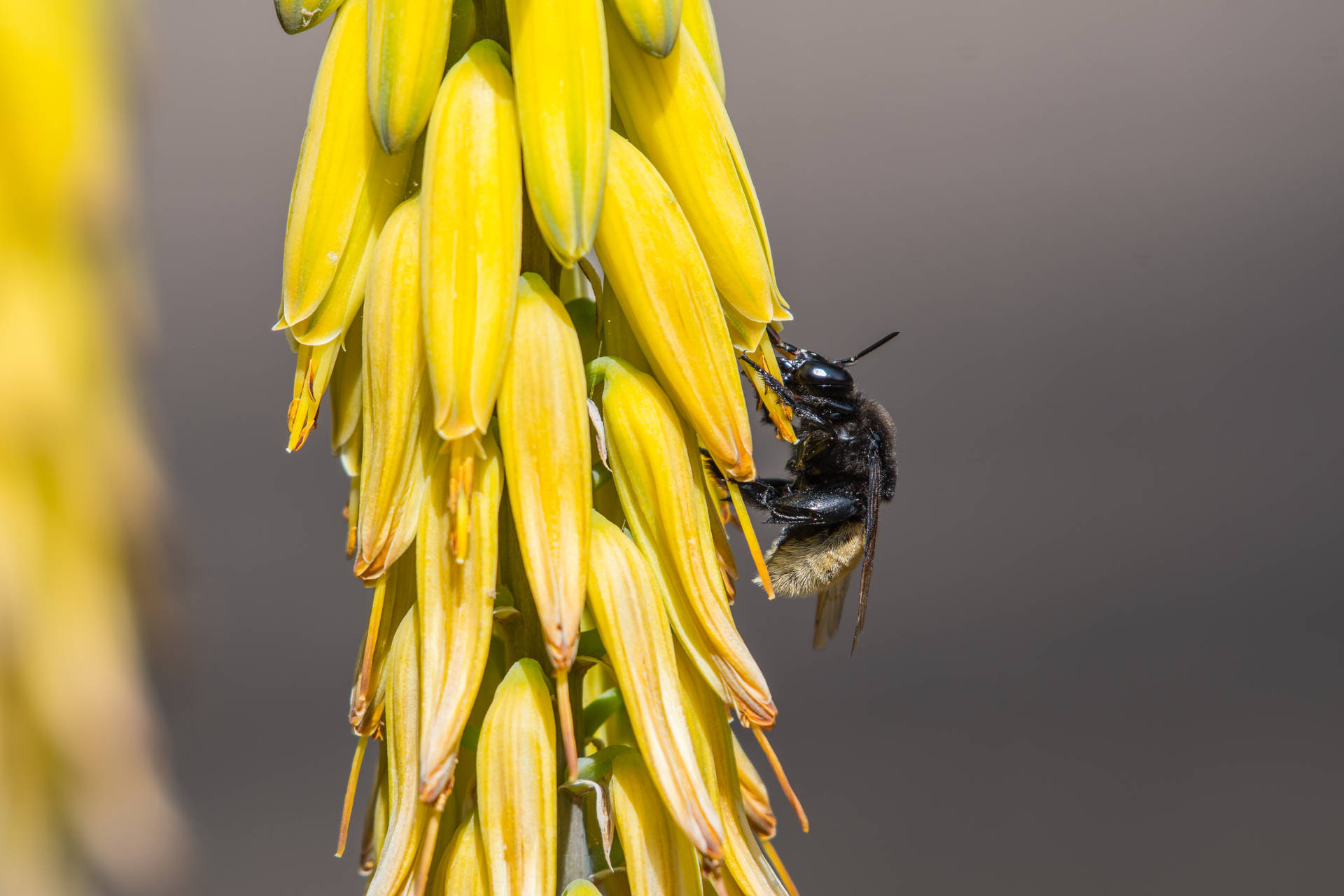 Black Bee Awesome Animal Background