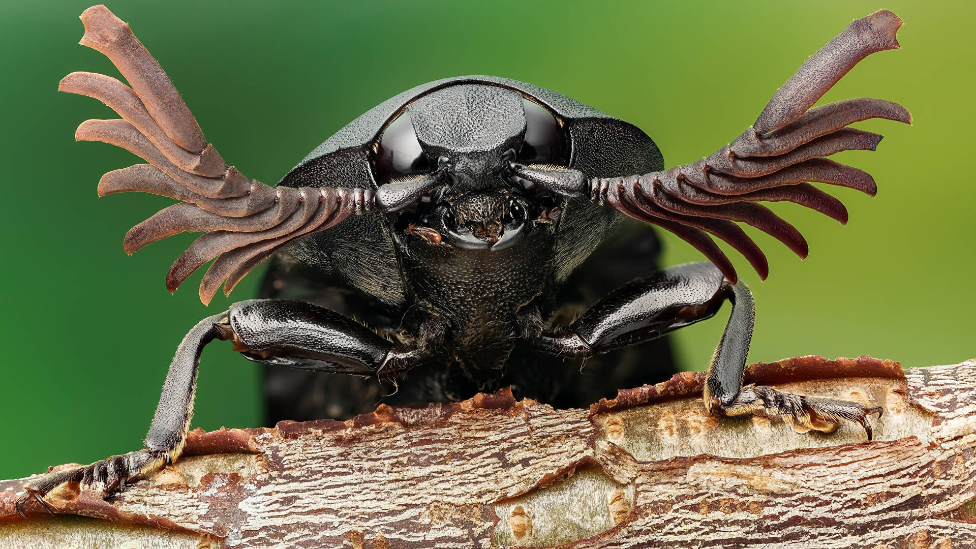 Black Beetle Close-up Shot