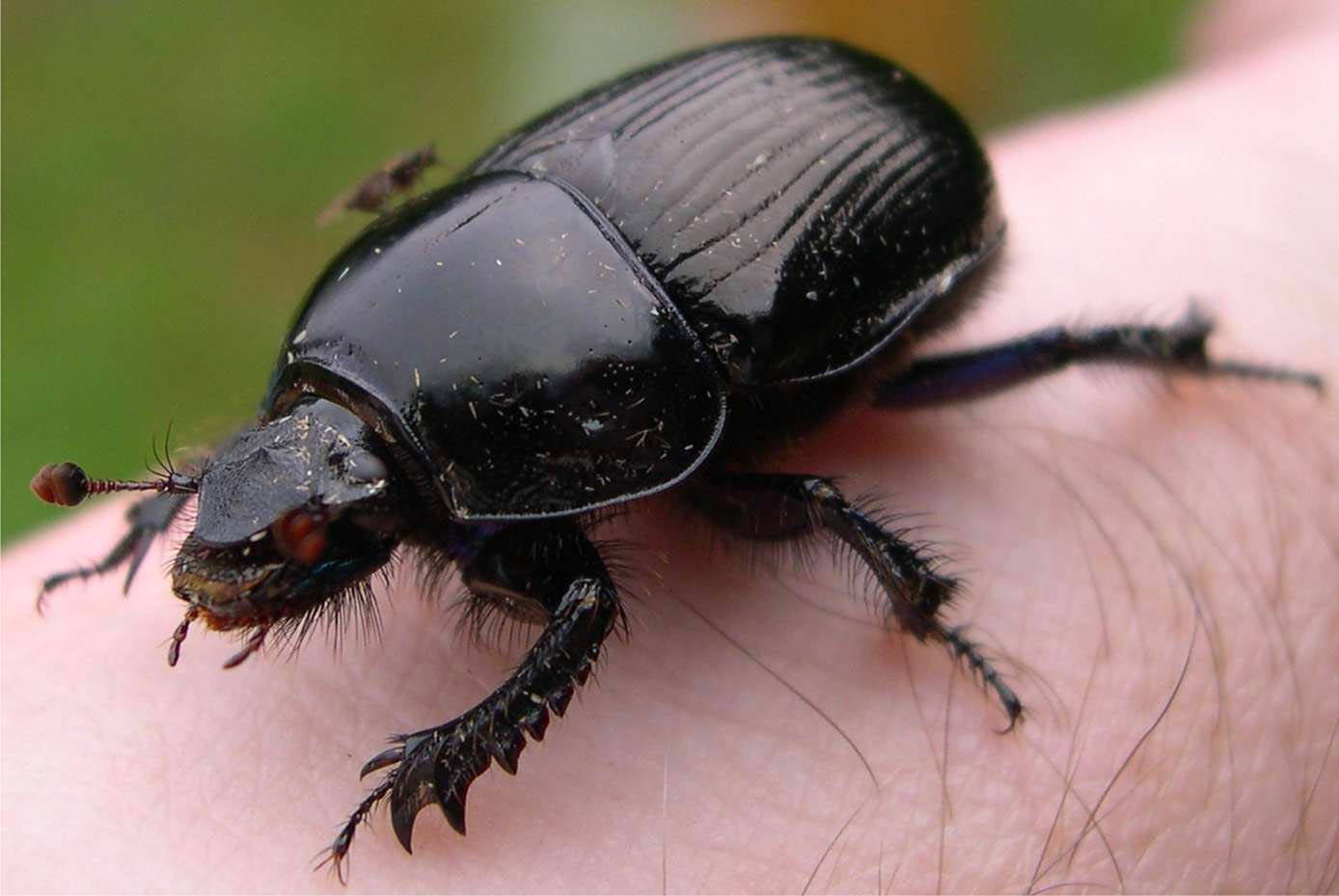 Black Beetle On A Finger