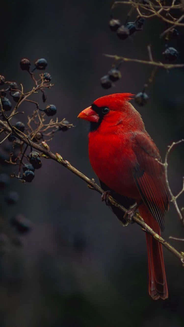 Black Berry-eating Bird Iphone