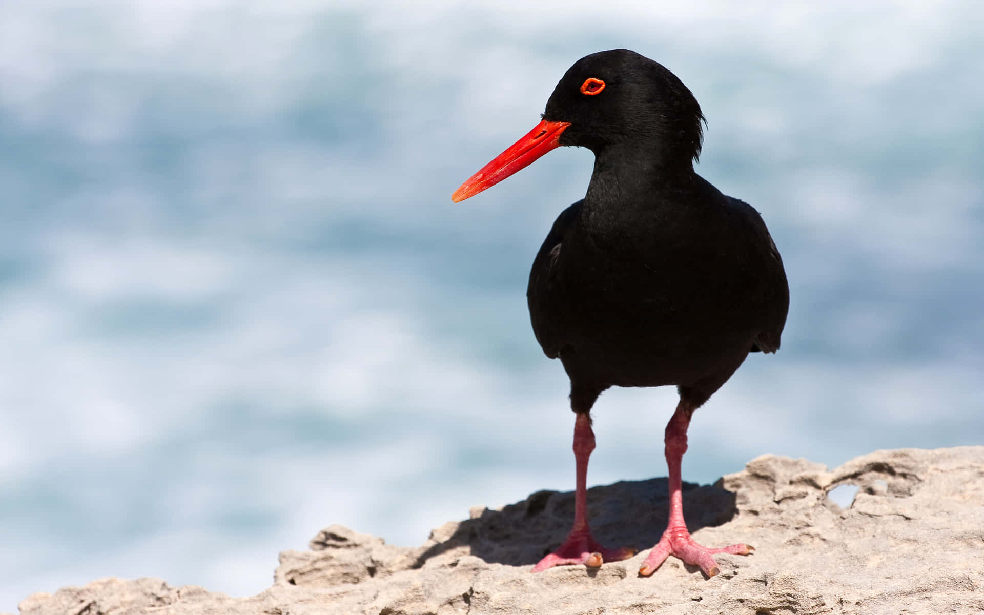 Black Bird In Africa Hd Background