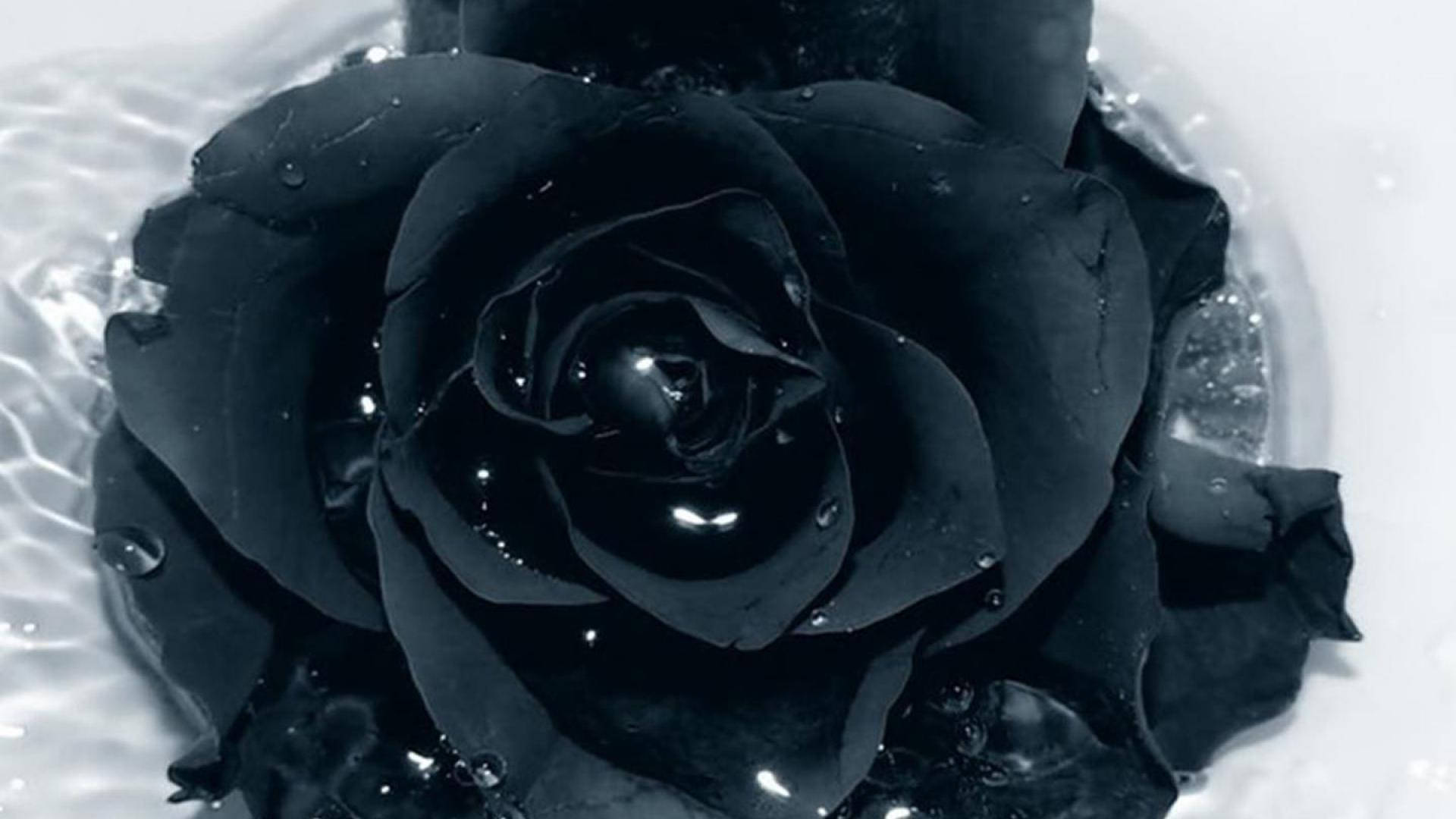 Black Blooming Rose On Water