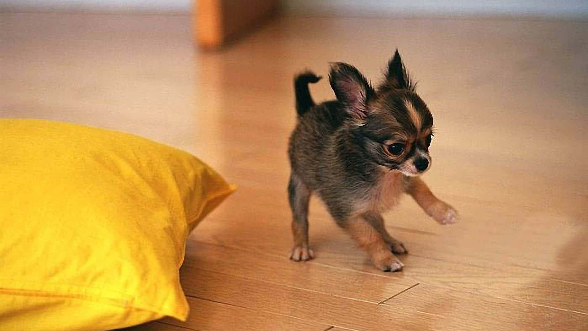 Black & Brown Baby Chihuahua Dog Background