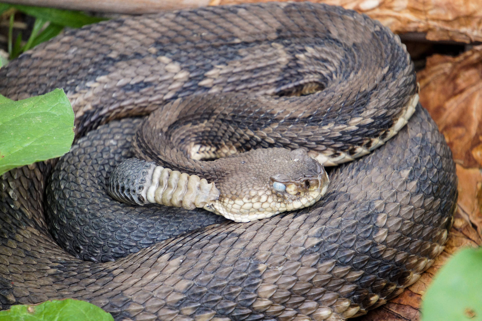 Black Brown Common Timber Rattler Snake Background