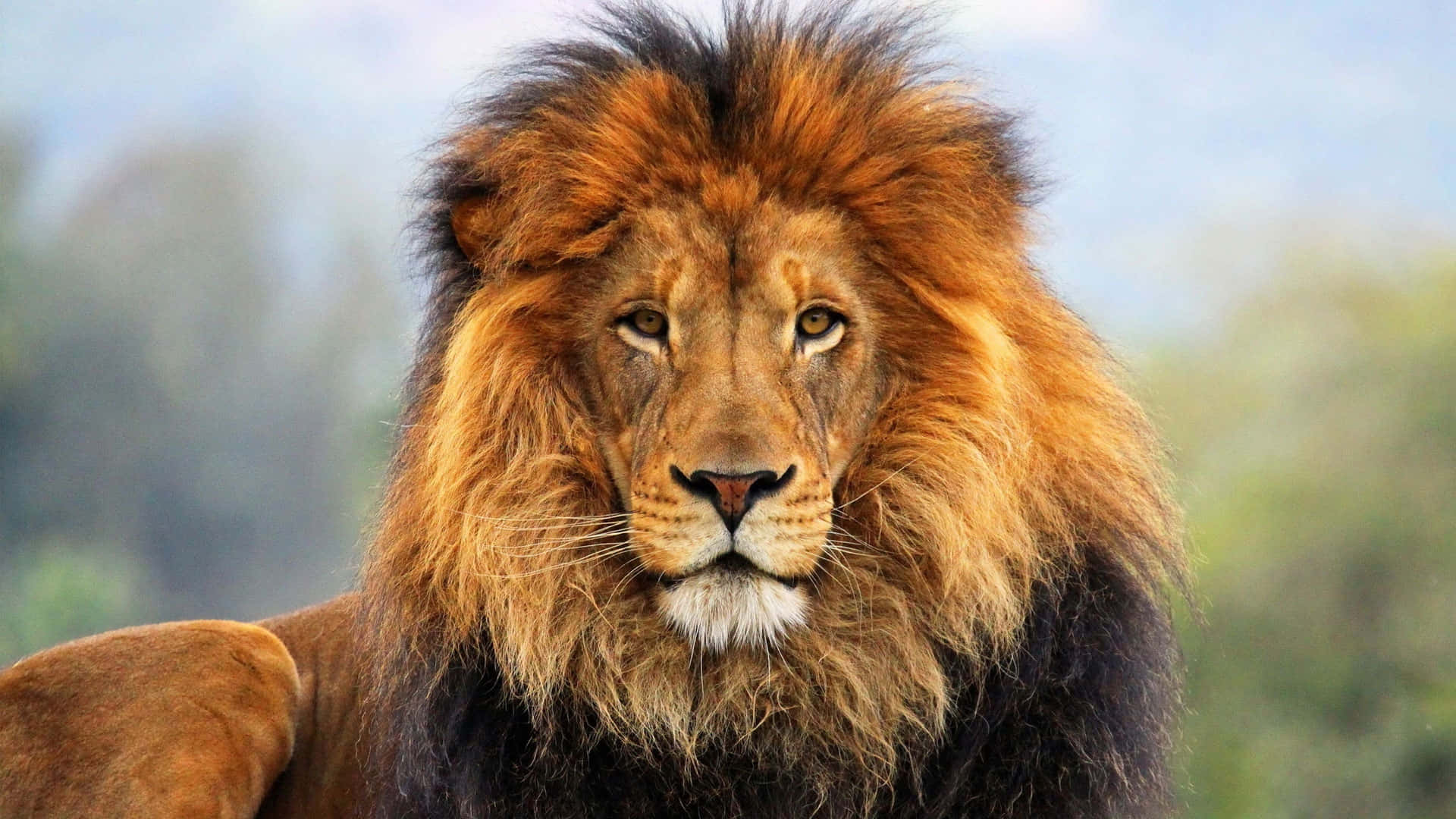 Black Brown Mane Lion Face Background