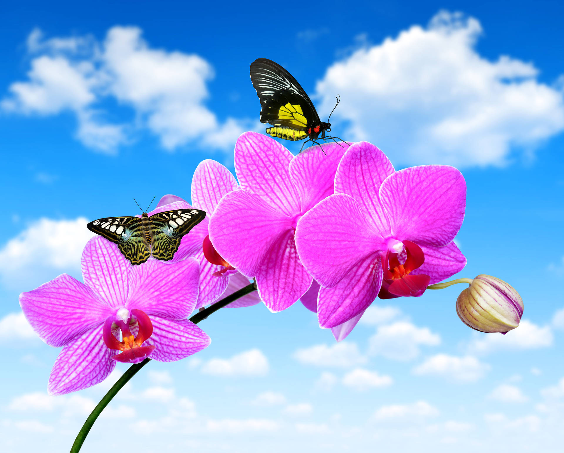 Black Butterflies On Pink Orchid Flowers Background
