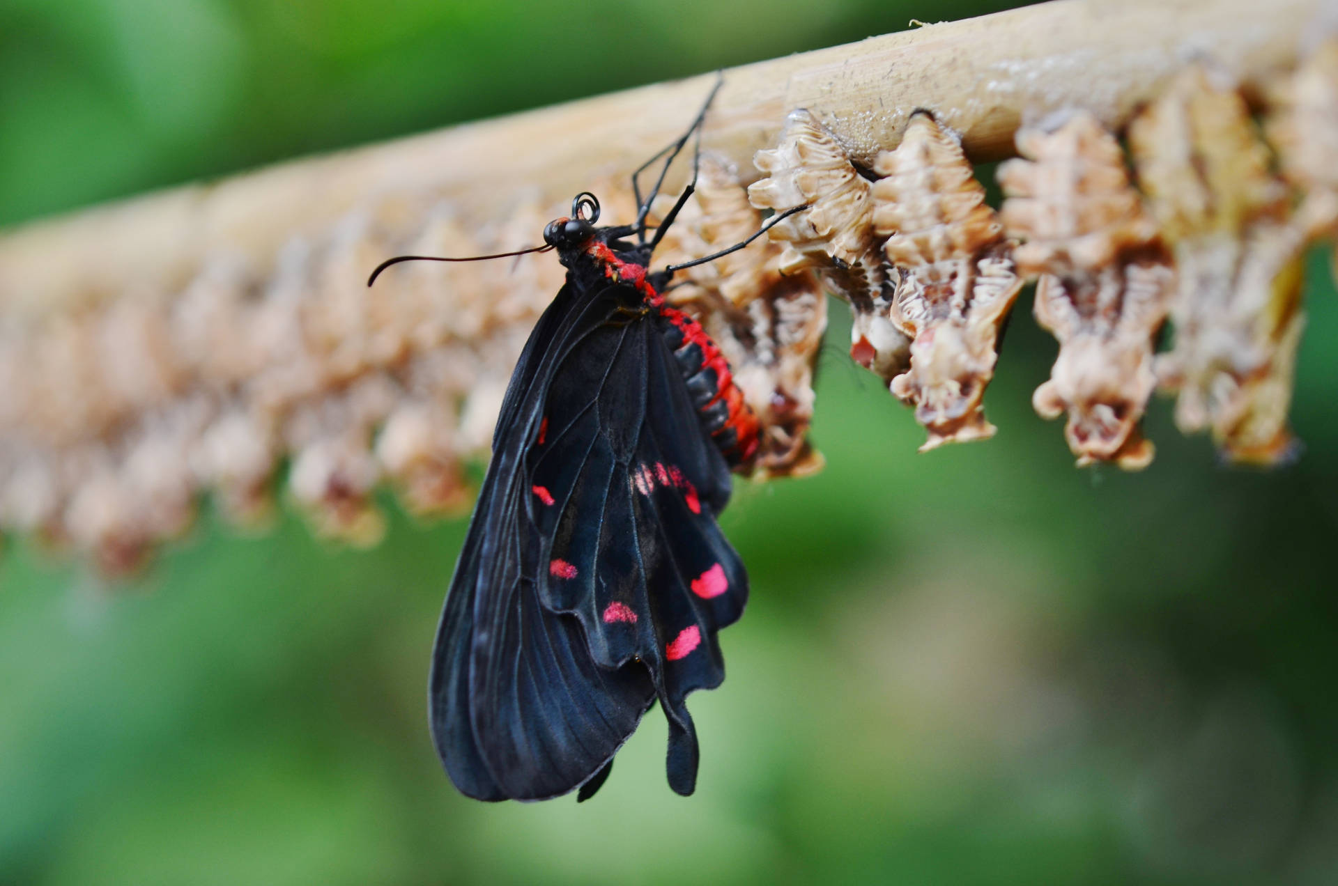 Black Butterfly Cocoon