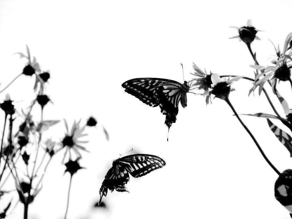 Black Butterfly Graphics With Daisies Background