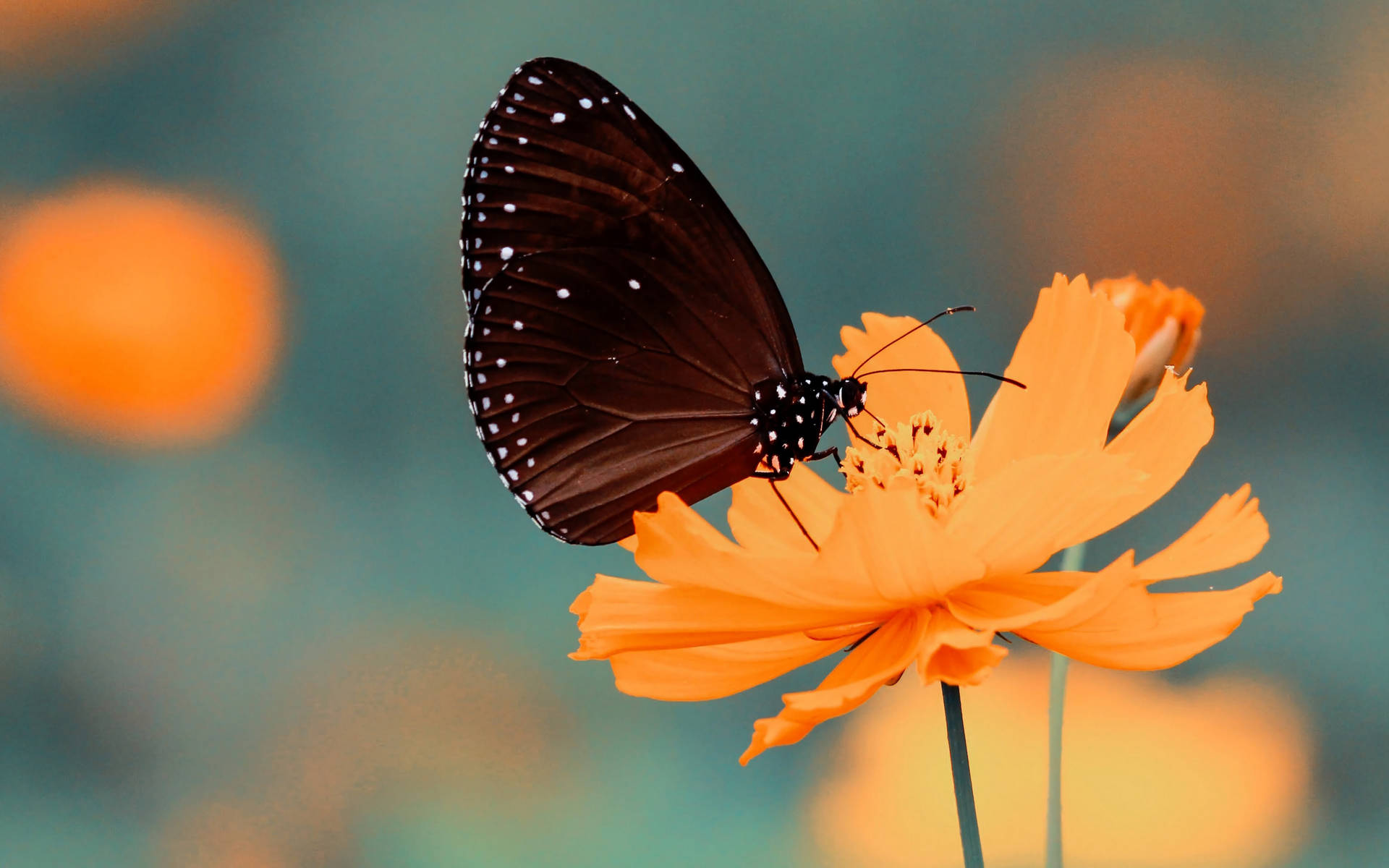 Black Butterfly On Flower