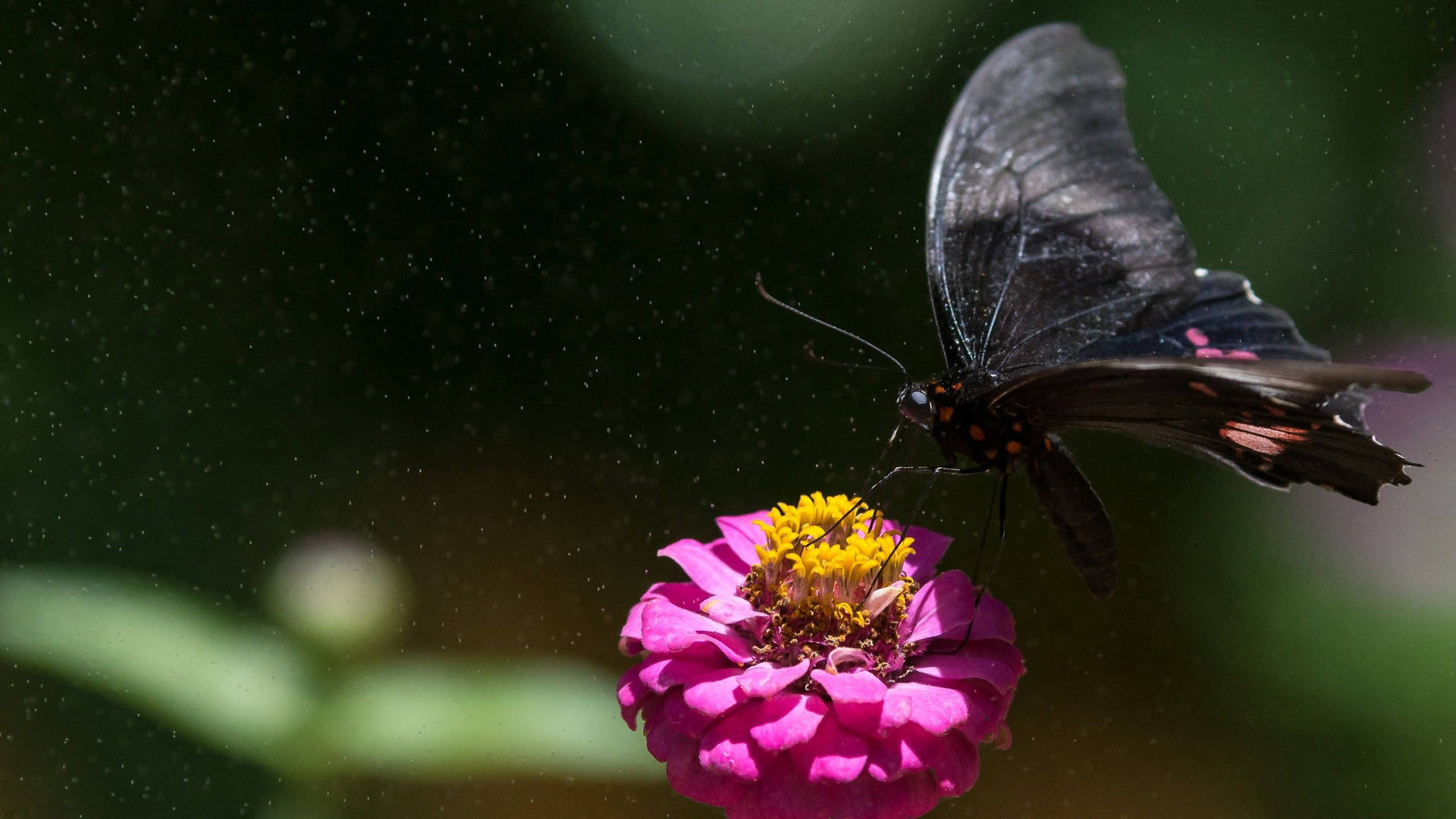 Black Butterfly On Fuschia Flower Background