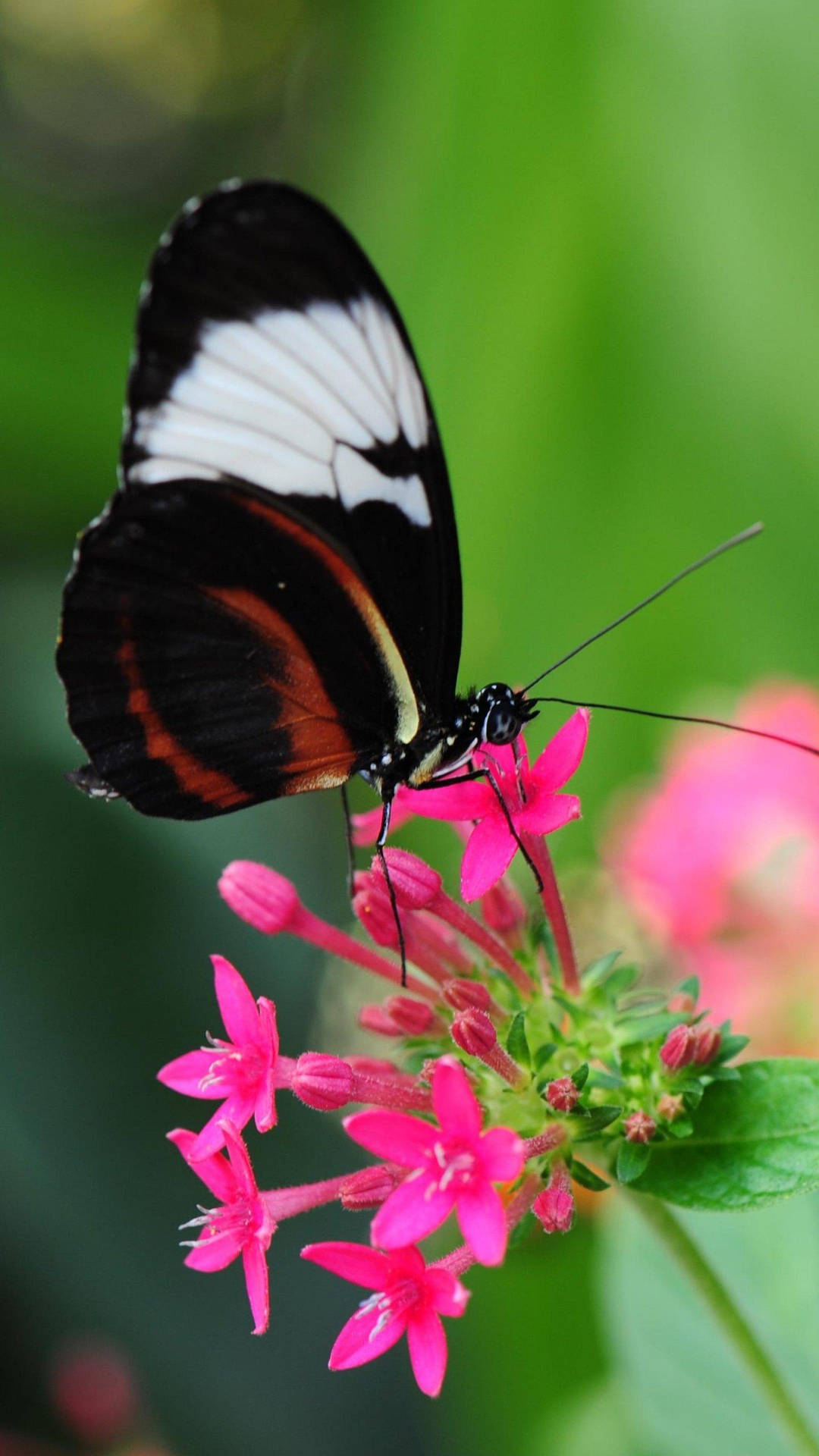 Black Butterfly On Jungle Geranium Flower Background