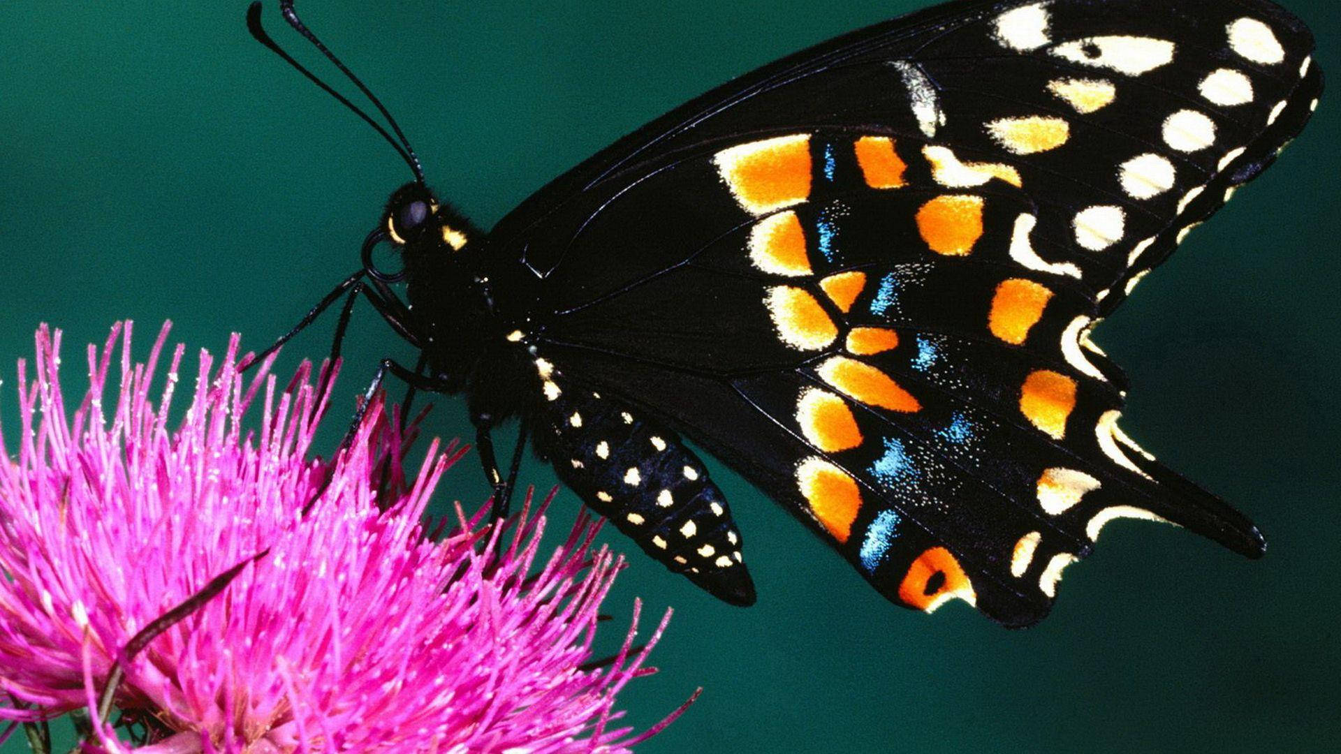 Black Butterfly On Milk Thistle Flower Background