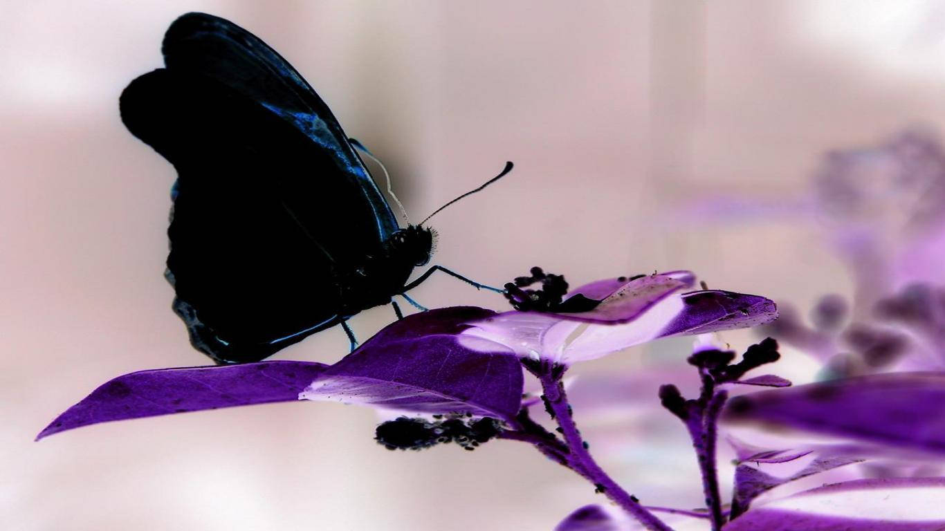 Black Butterfly On Purple Flower Background