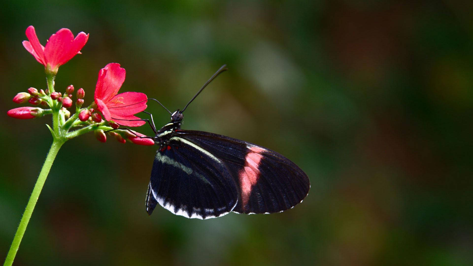 Black Butterfly Pink And White Streaks Background