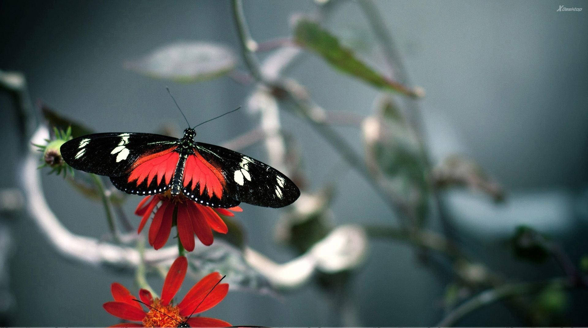 Black Butterfly Red And White Spots Background