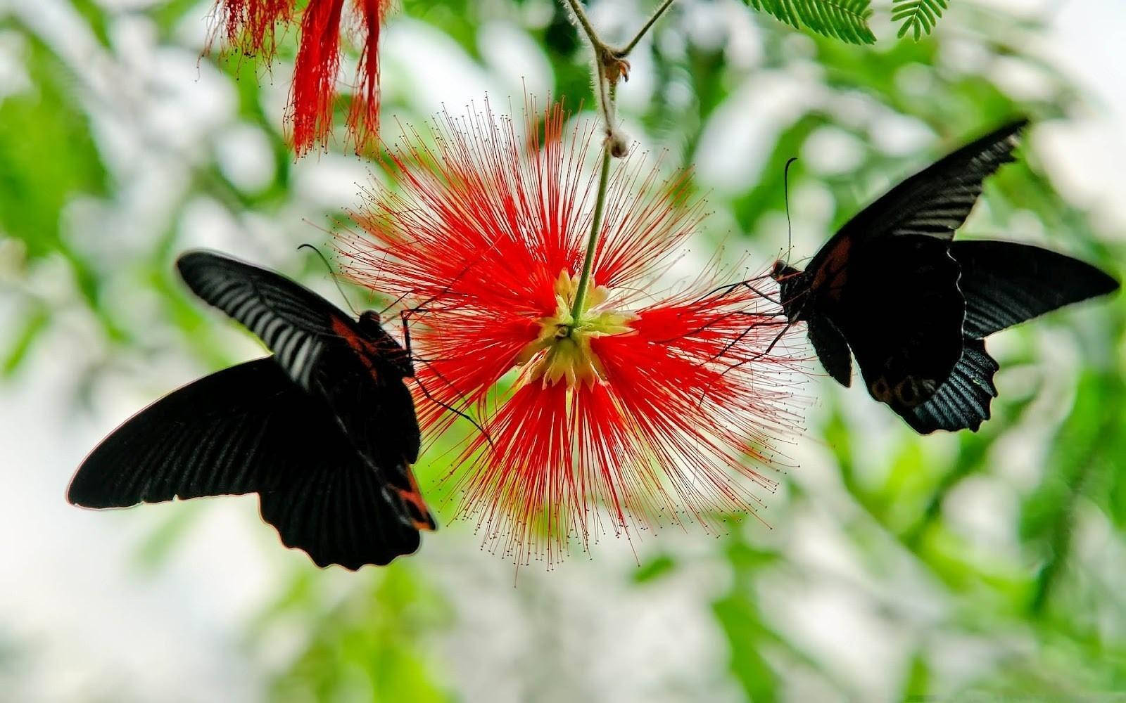 Black Butterfly With Calliandra Flower Background