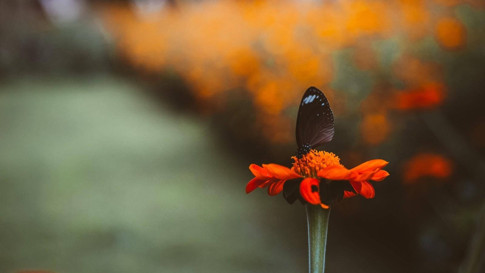 Black Butterfly With Few Blue Spots Background