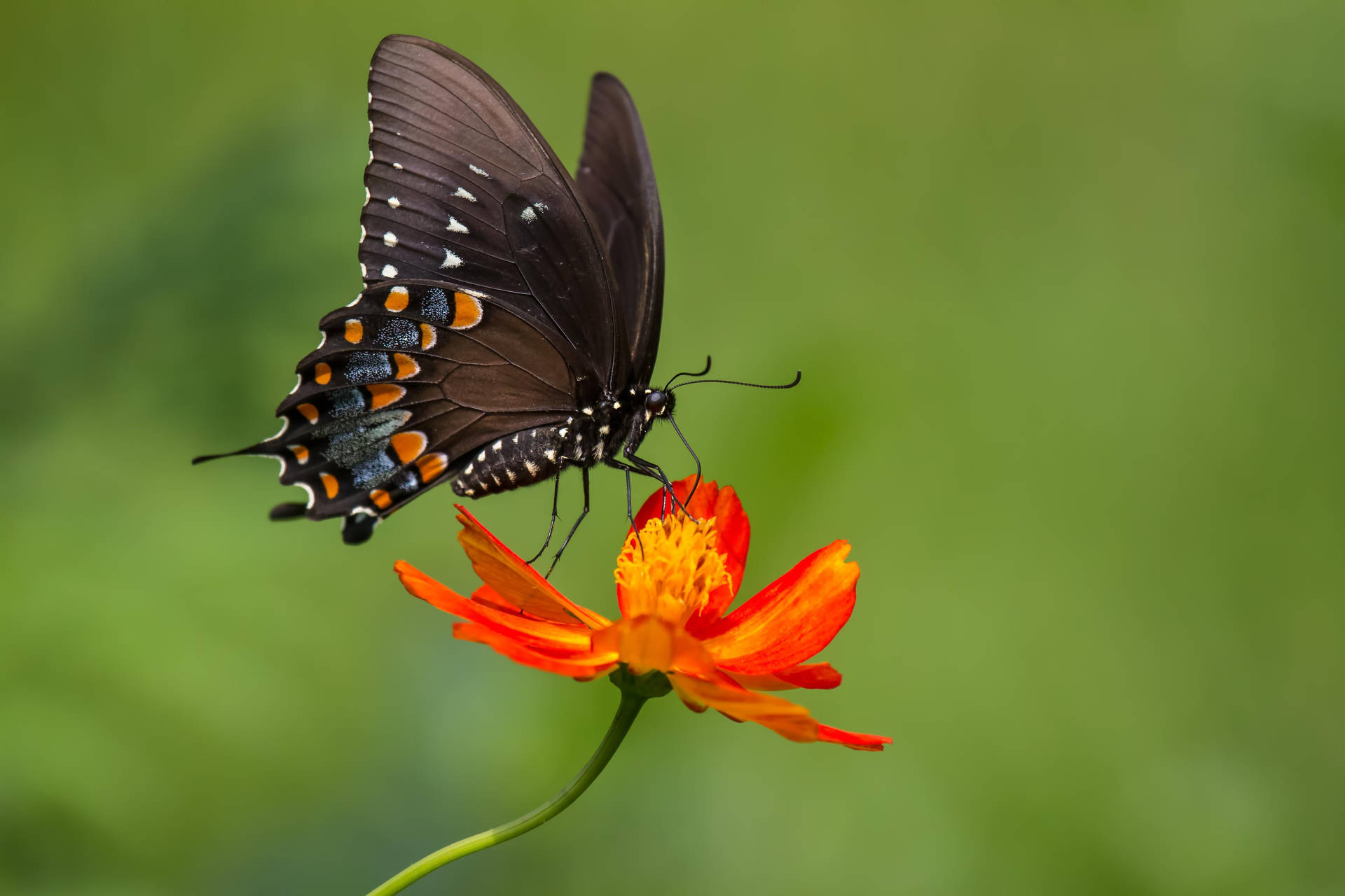 Black Butterfly With Orange White Spots Background