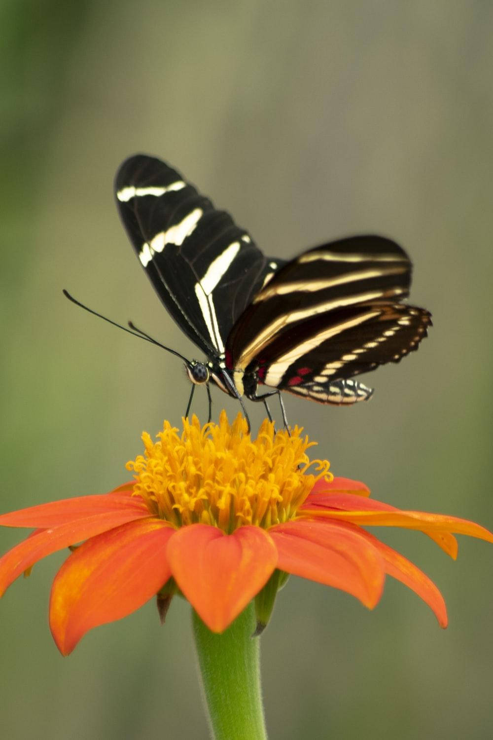 Black Butterfly With Stripes On Flower Background