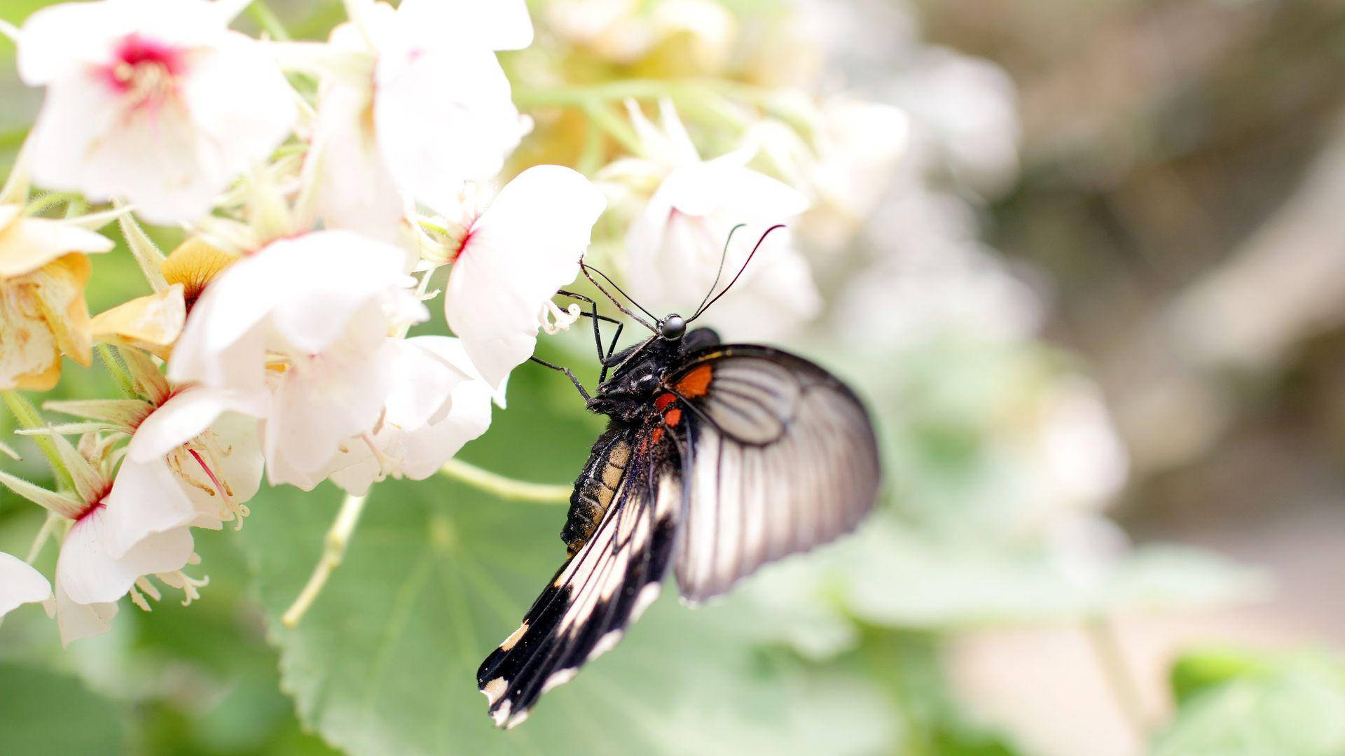 Black Butterfly With White Flowers Background