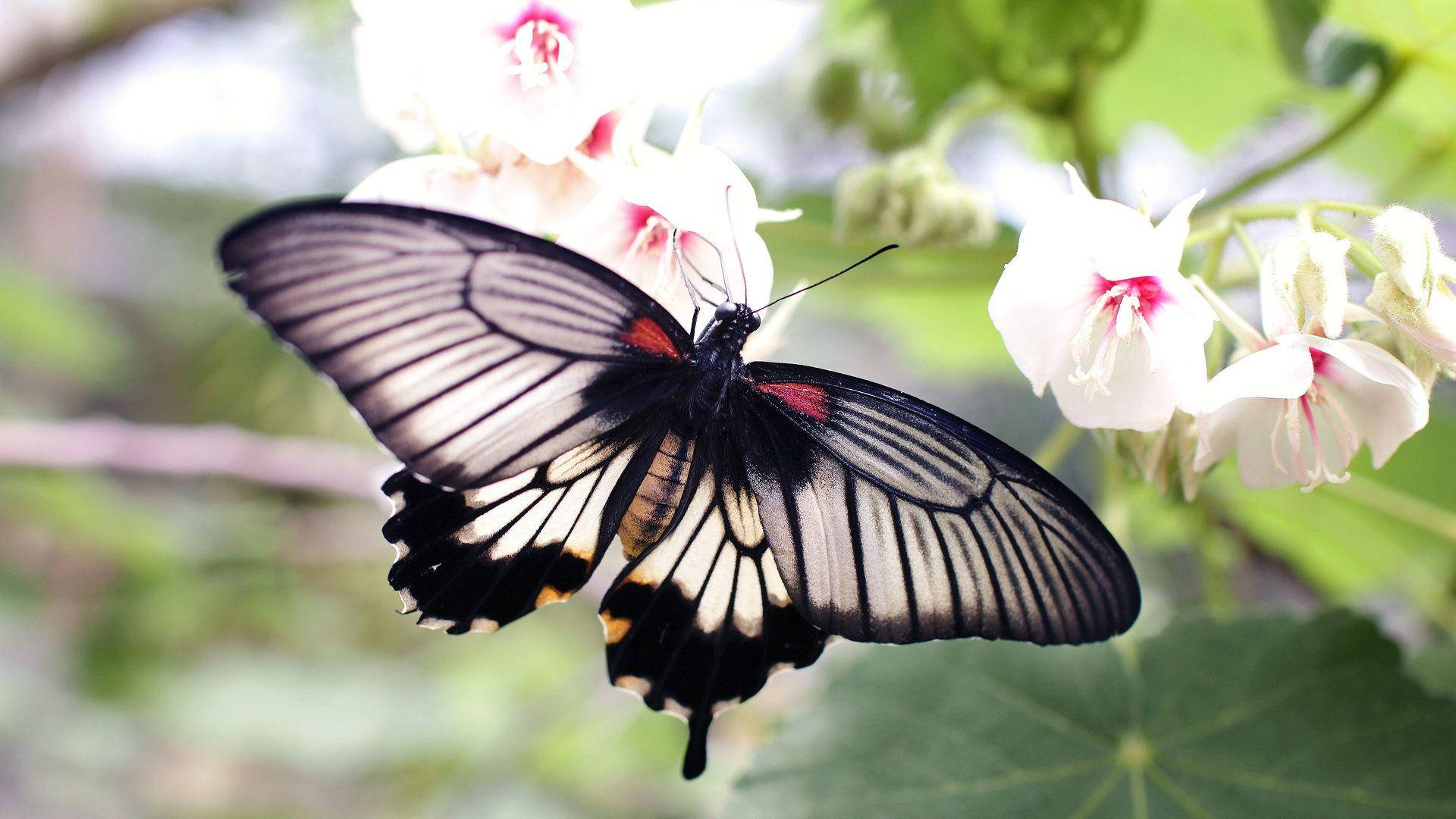 Black Butterfly With White Interspaces Background