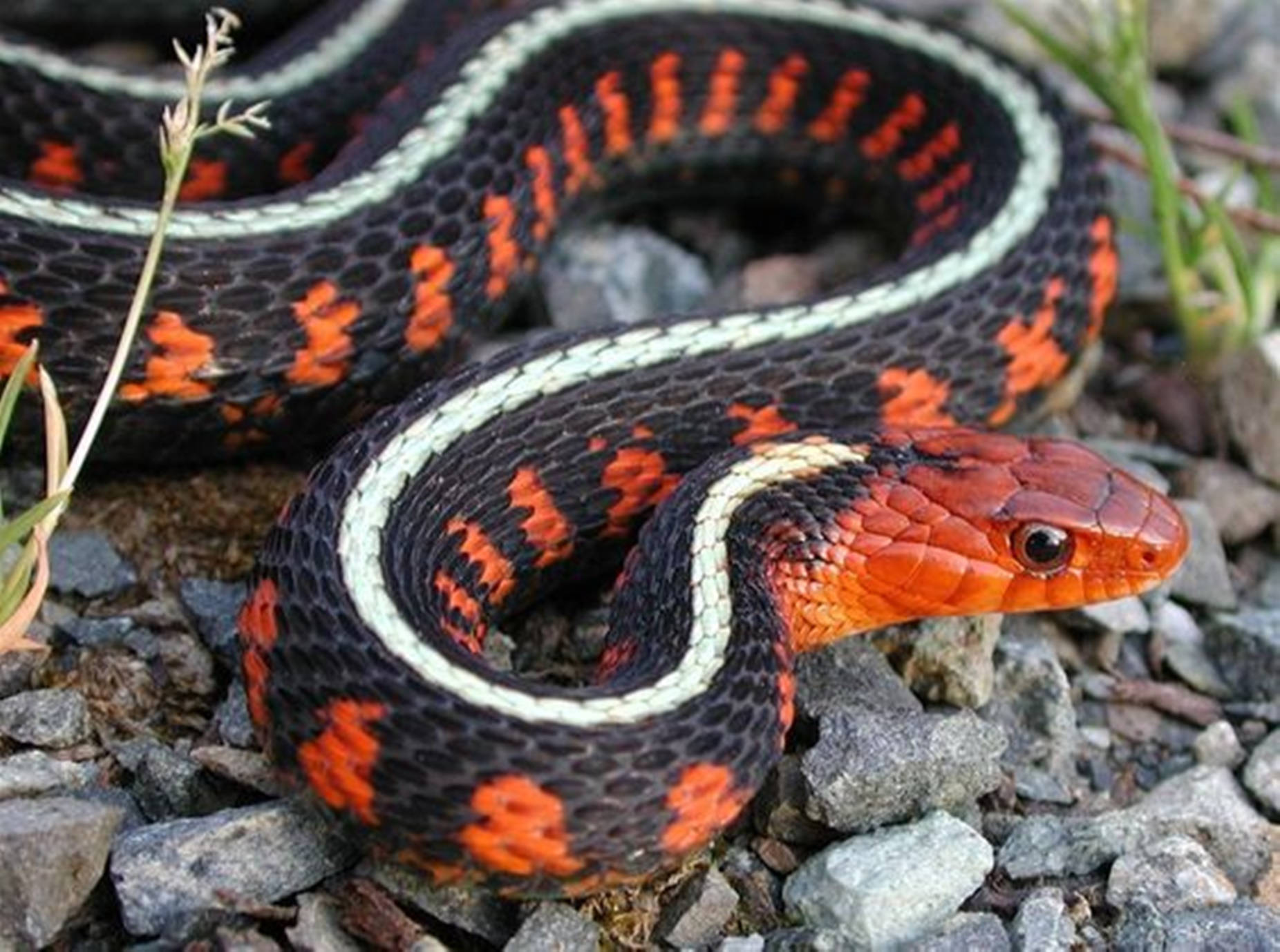 Black California Red-sided Garter Snake