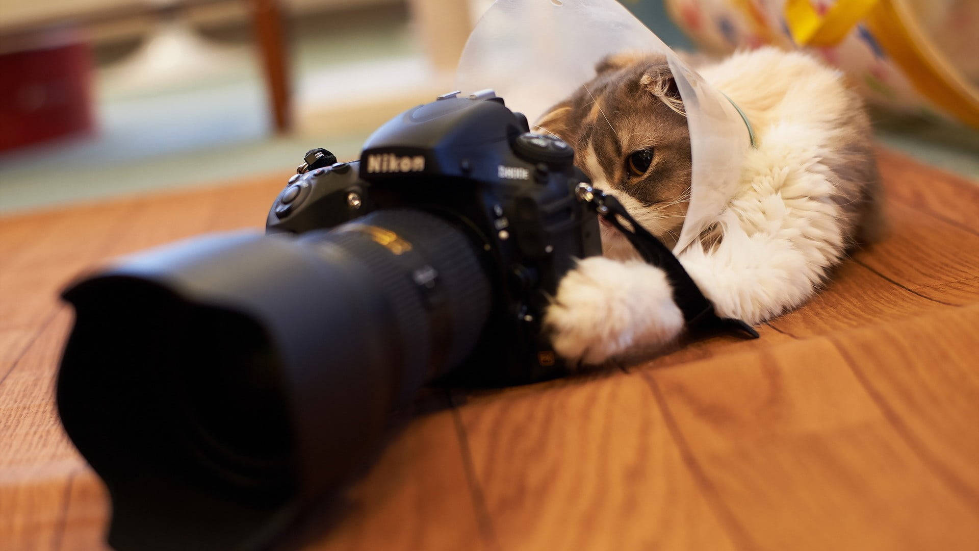 Black Camera And White Cat Background