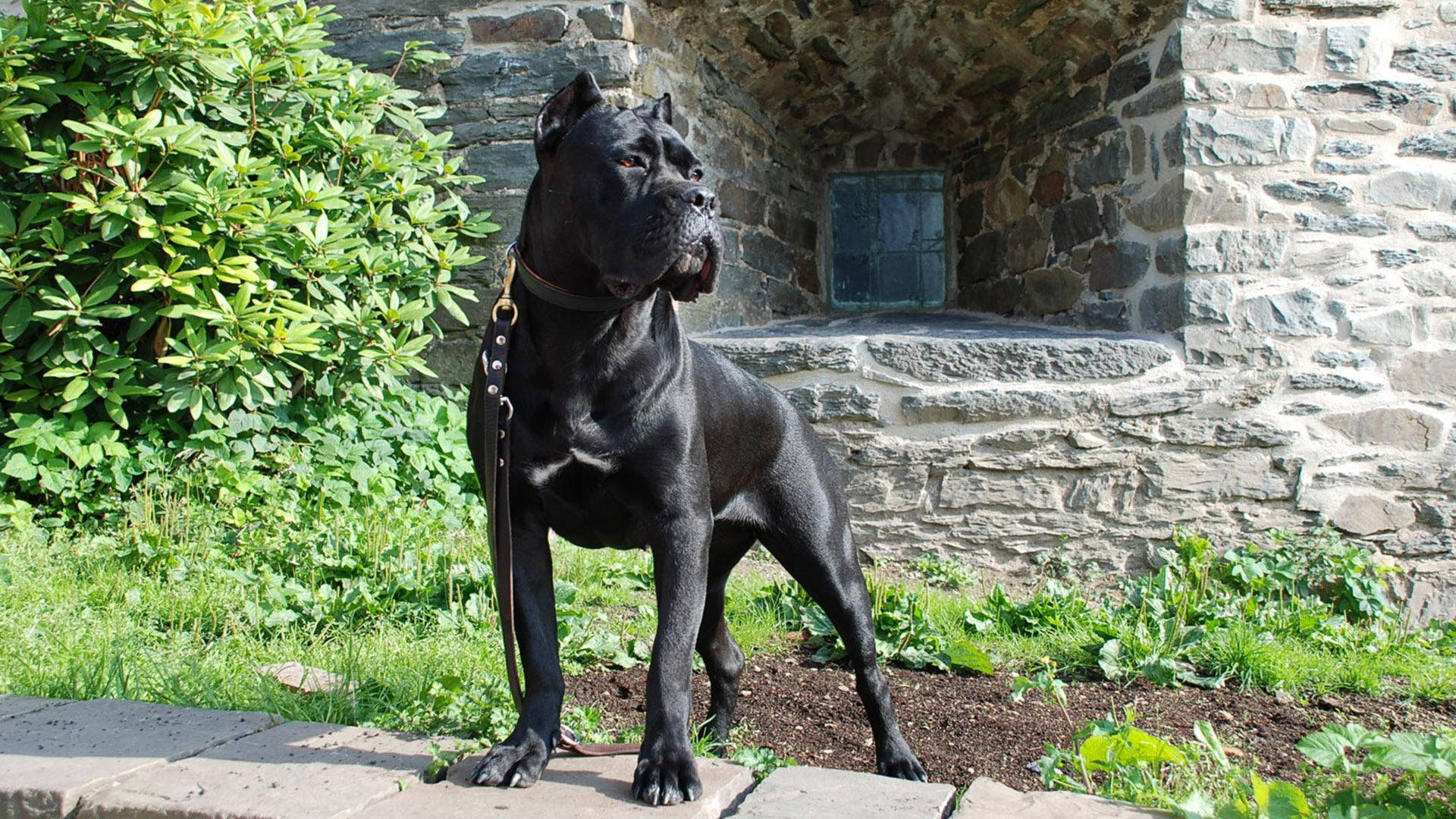 Black Cane Corso Guard Dog Background