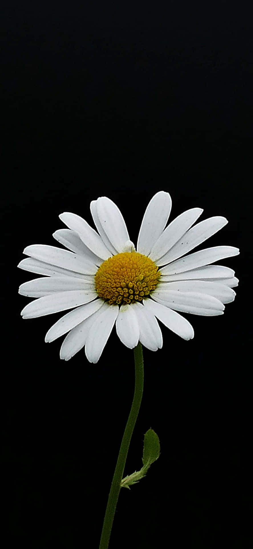 Black Canvas And White Daisy Flower Iphone Background