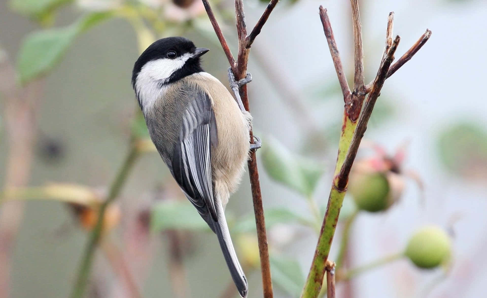 Black Capped Titmouse Perched