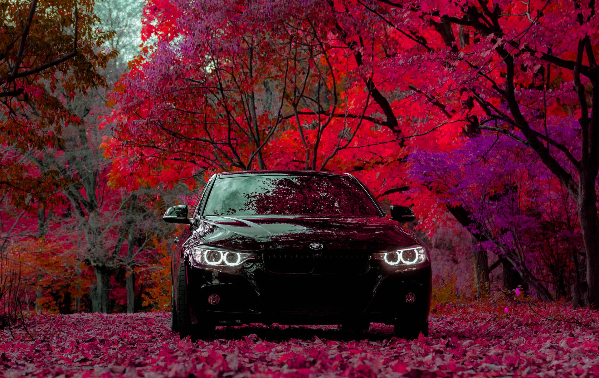 Black Car Hd Violet Red Trees