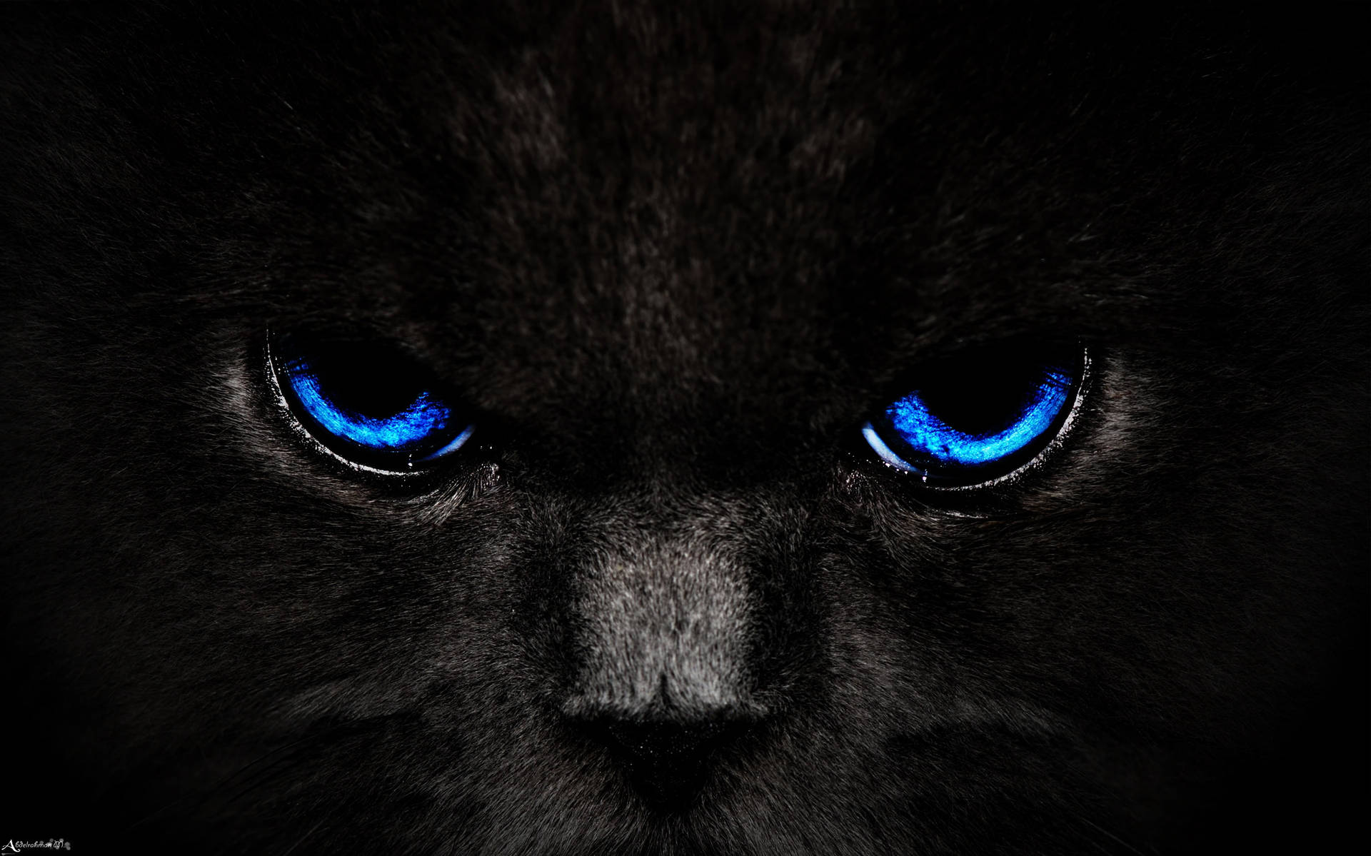 Black Cat Aesthetic Dark Blue Hd
