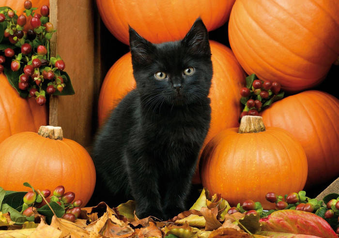 Black Cat And Berries Fall Halloween