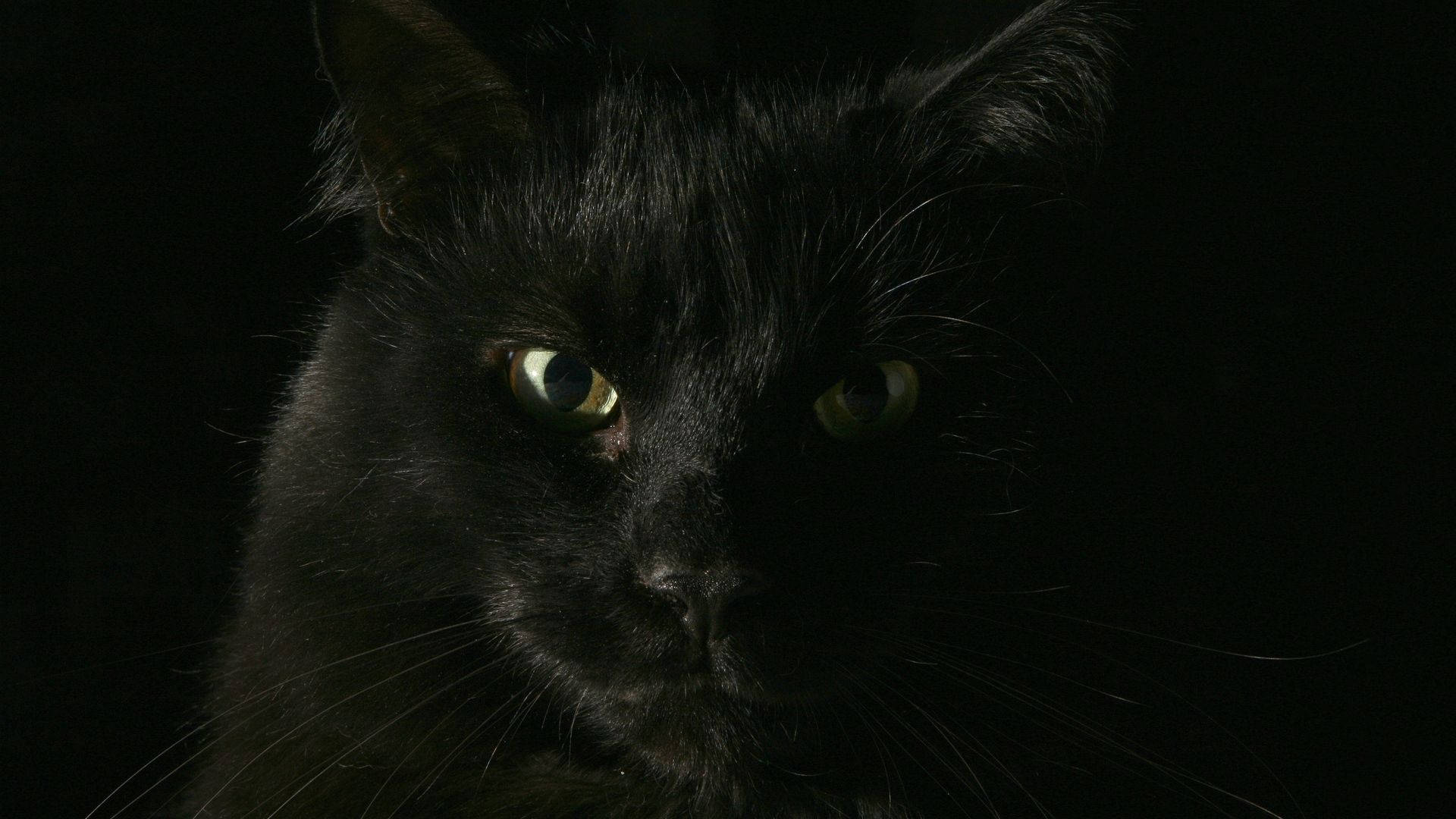黑猫动物特写背景
