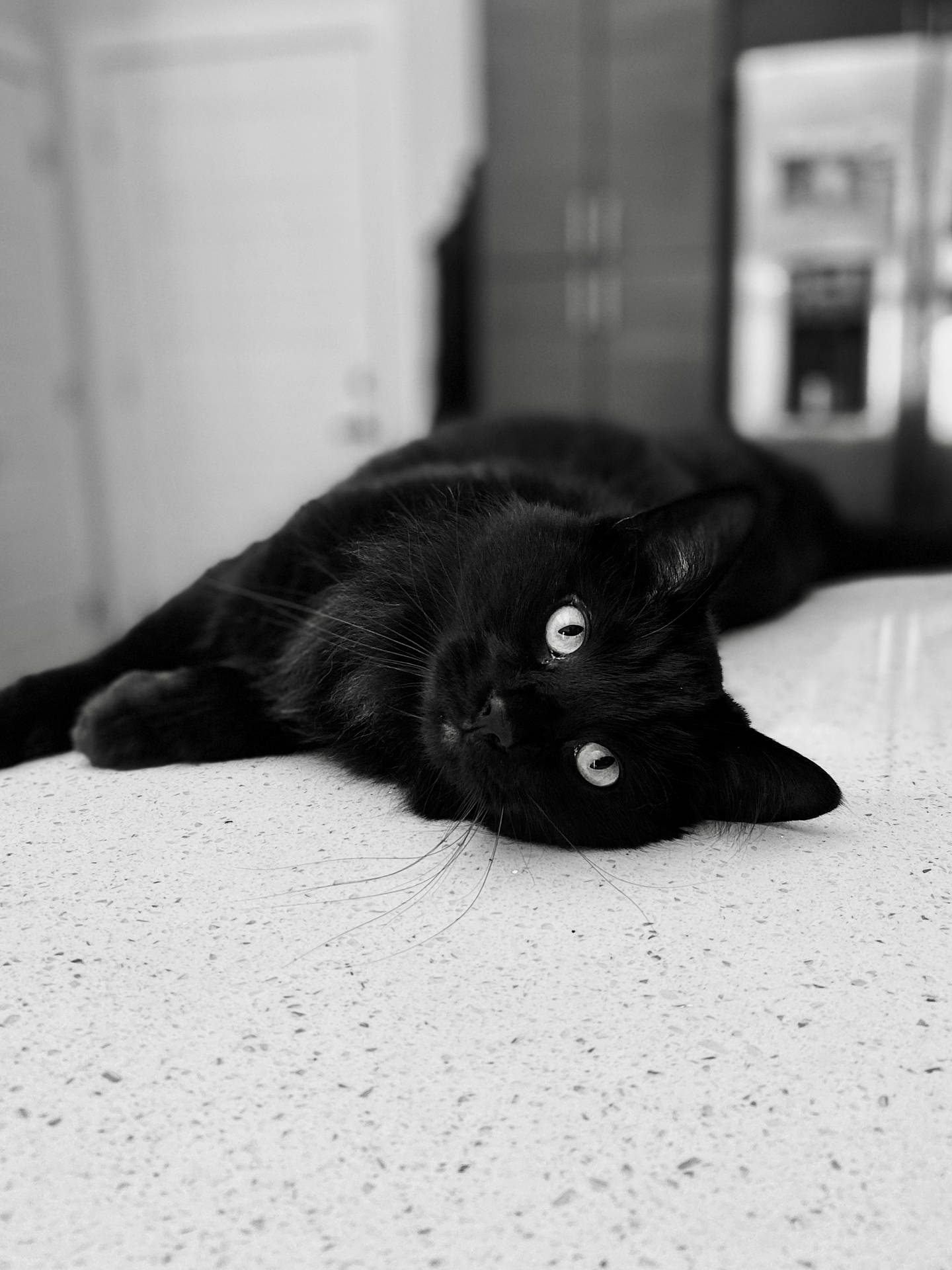 Black Cat Apartment Bed Background