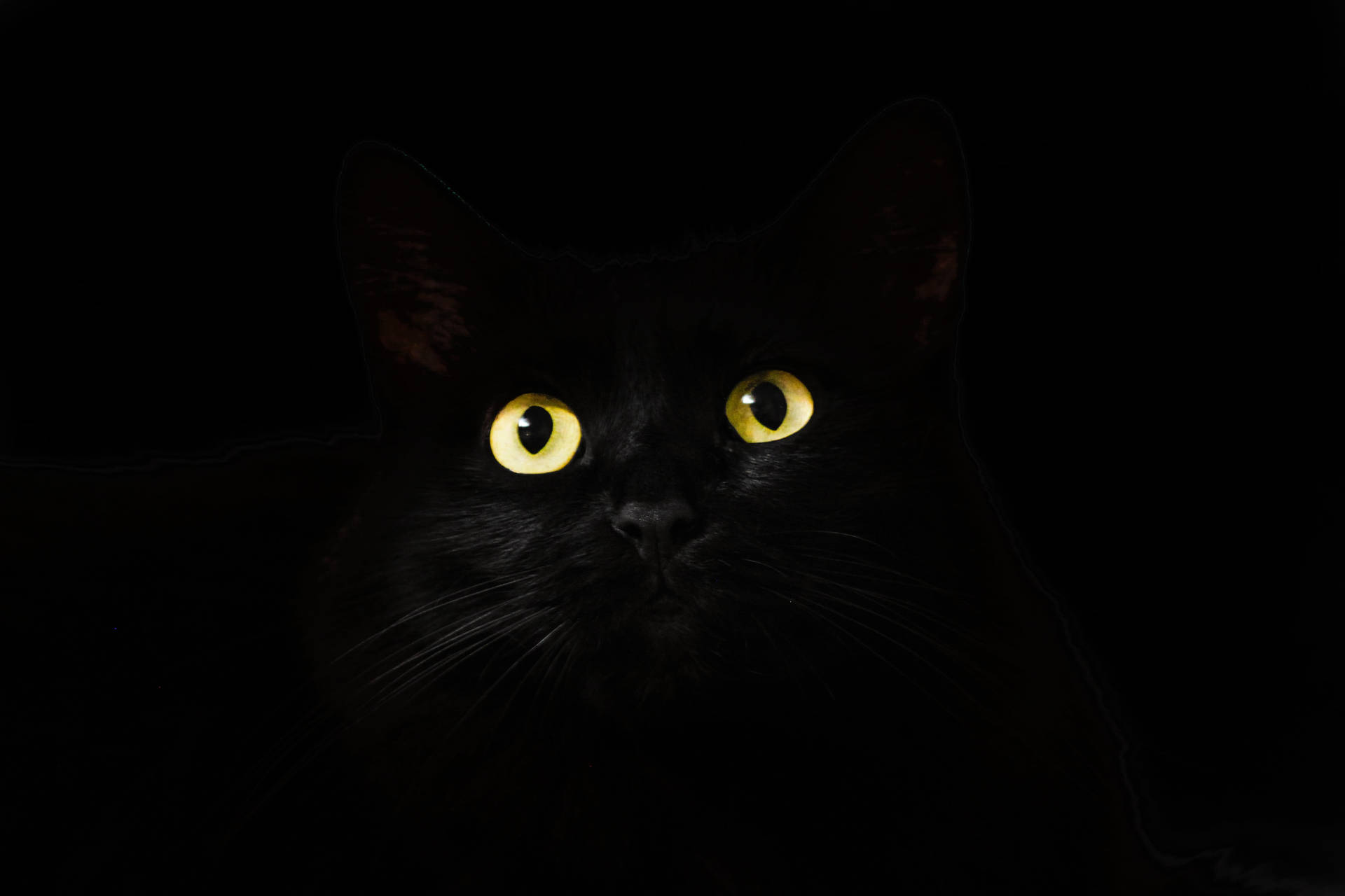 Black Cat Black And White Pfp Background