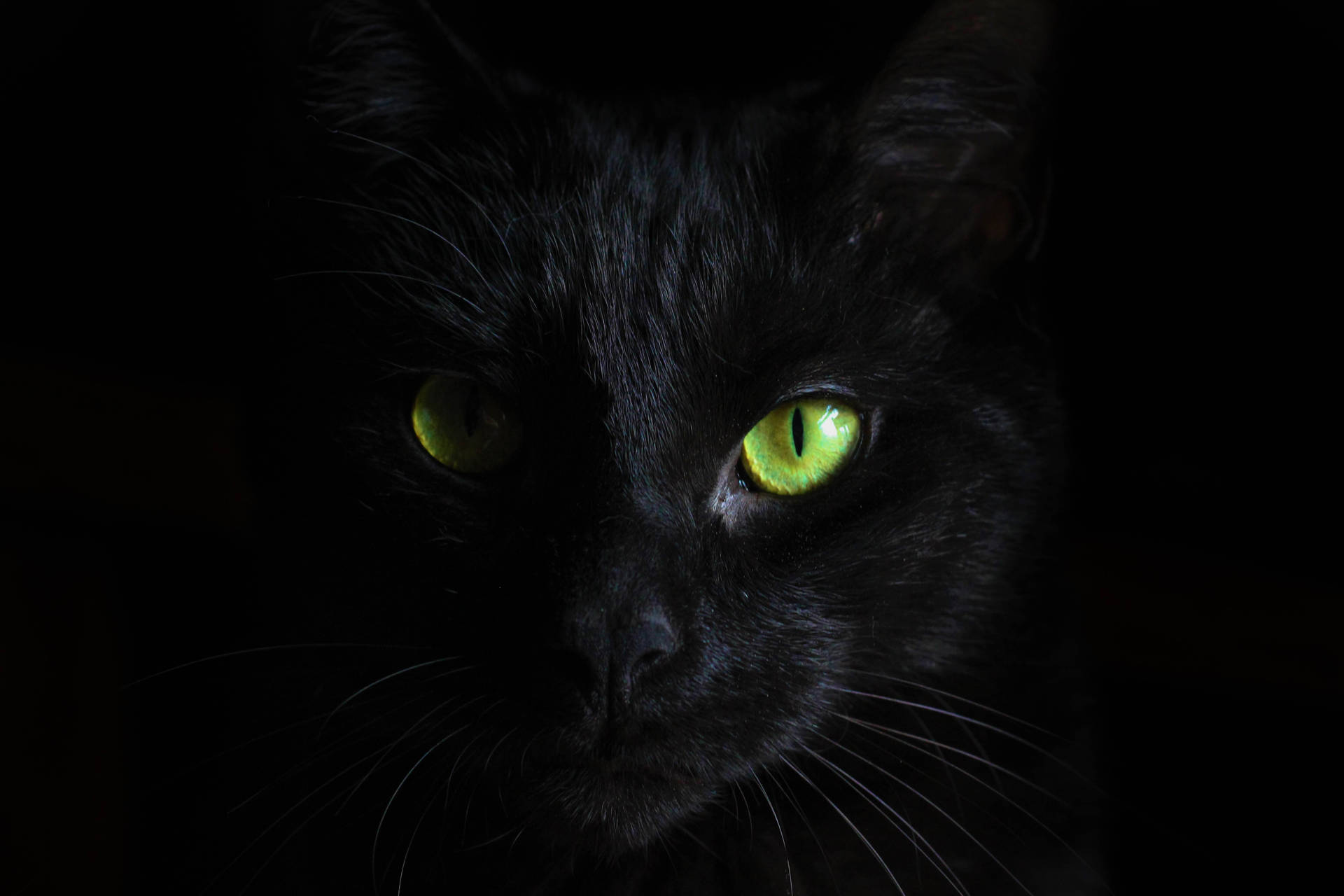 Black Cat Black Background Background